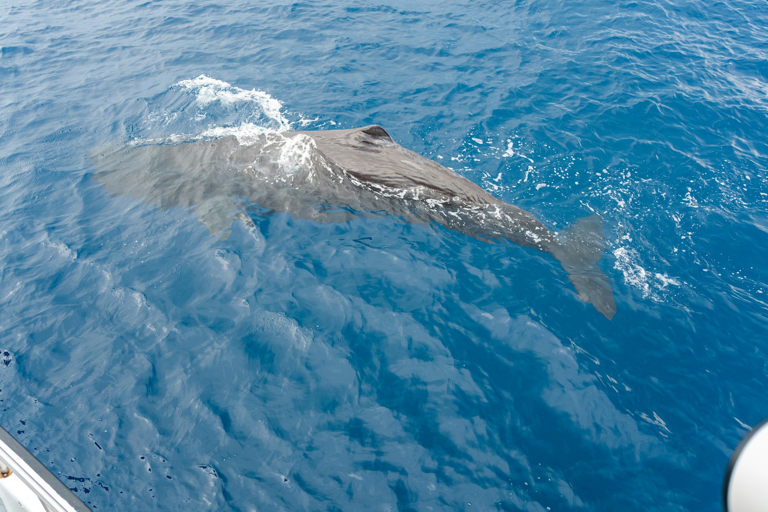 A whale's tail emerging from the ocean, with a backdrop of mountainous terrain under a cloudy sky.