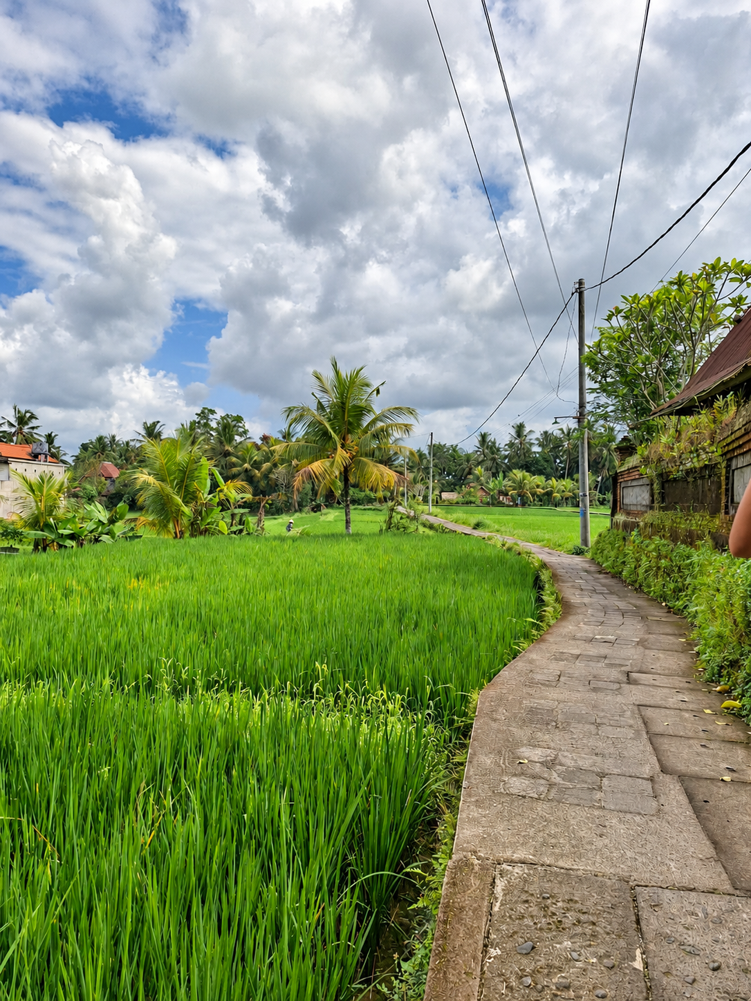Bali, Ubud. Sentiero in pietra tra verdi risaie terrazzate e palme tropicali, sotto un cielo nuvoloso.