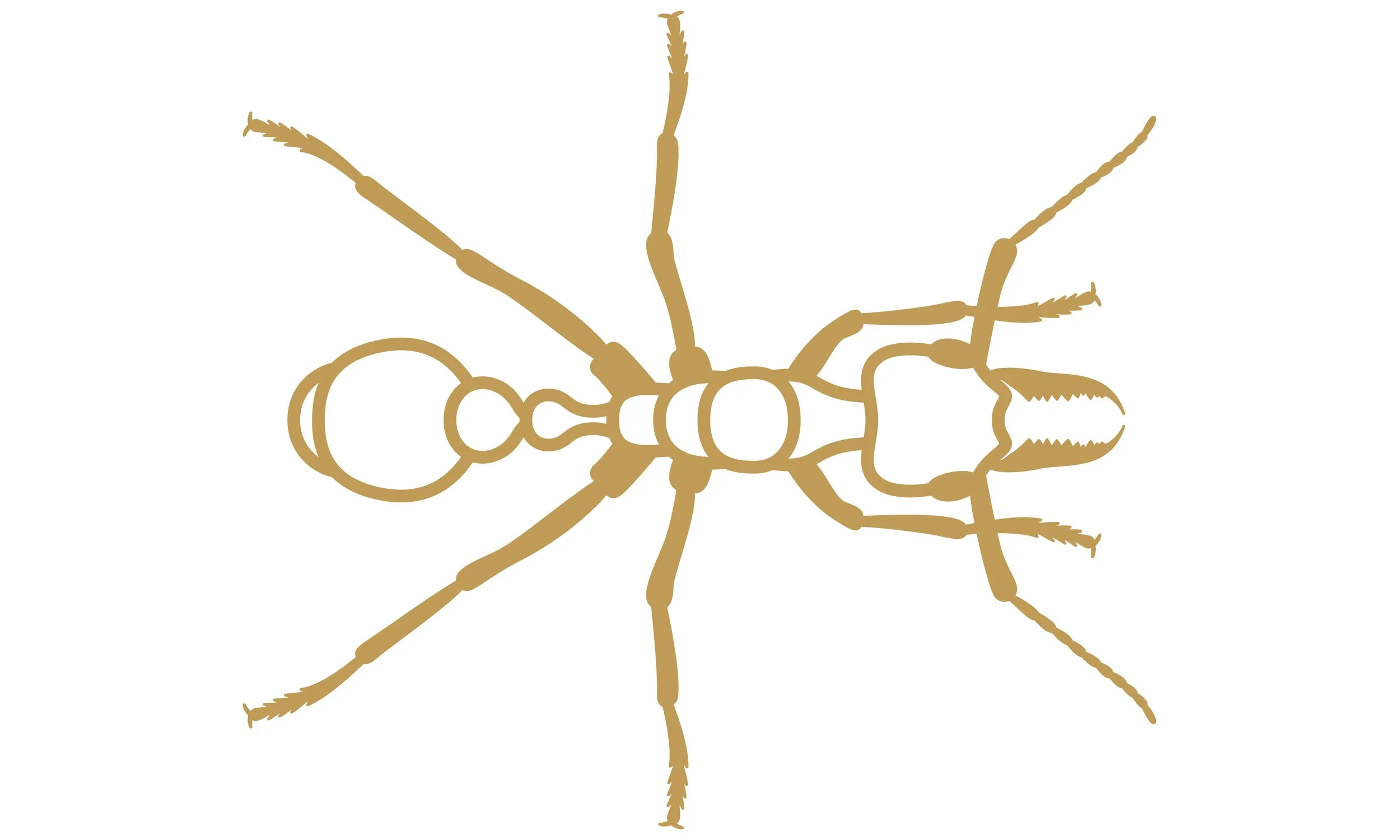 eX_de_Medici_Insects_SatinGoldx1-9.jpg