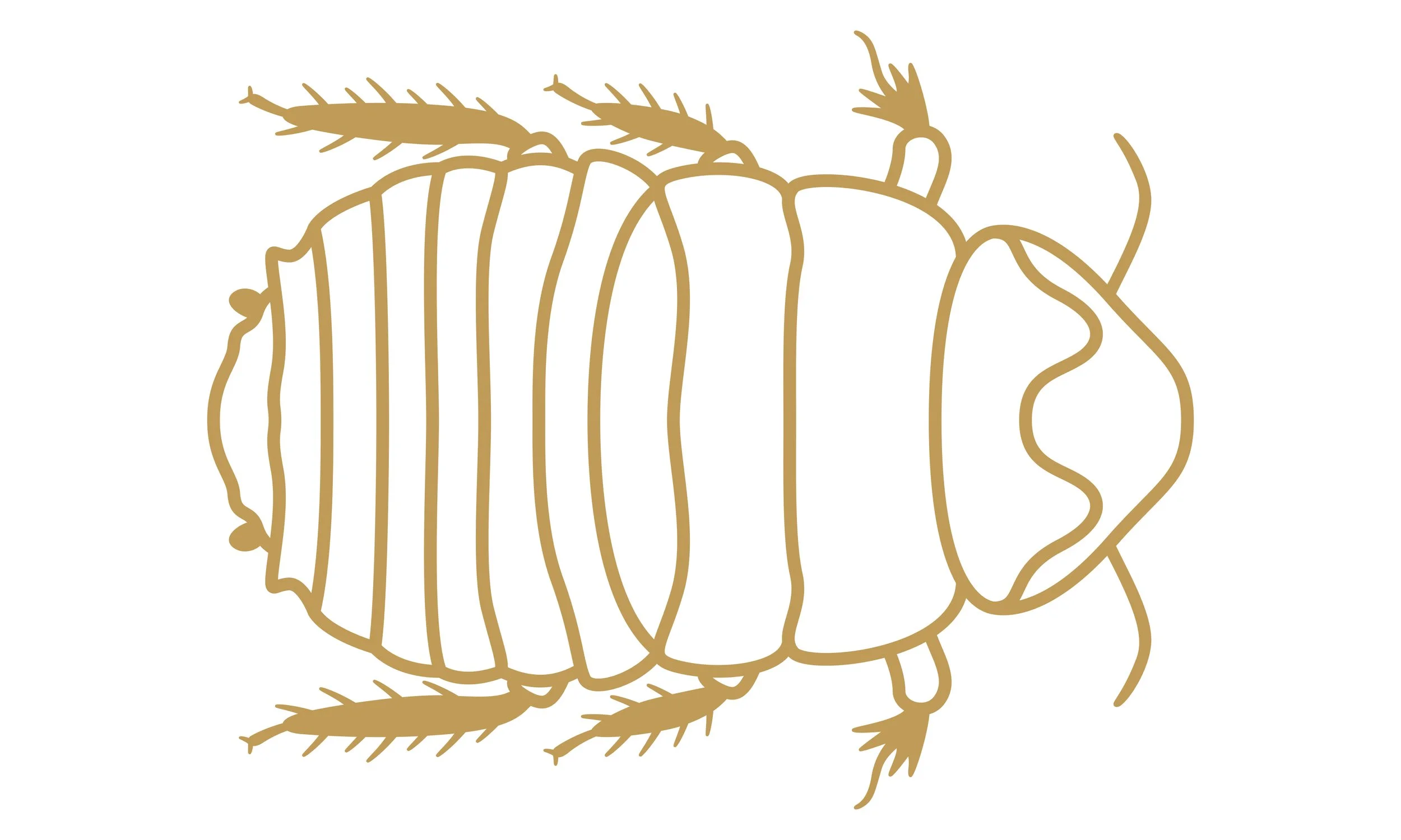 eX_de_Medici_Insects_SatinGoldx1-12.jpg