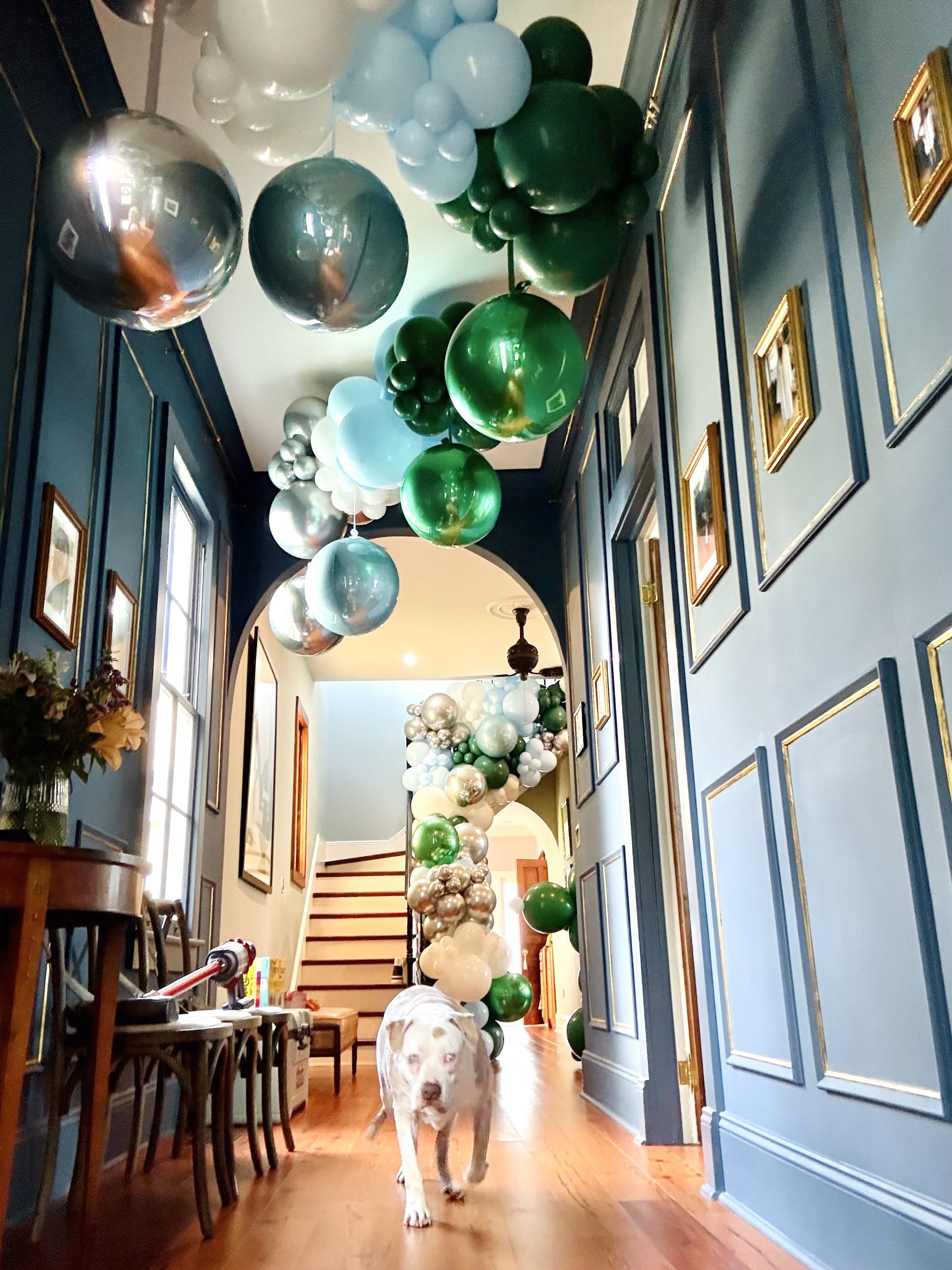 A hallway decorated with green, silver, and white balloons hanging from the ceiling, with framed artwork on the blue wall, and a dog walking towards the camera.