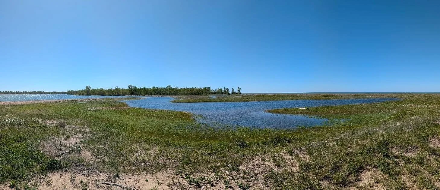 #4 A wide view of a marshland with small ponds, sparse vegetation, and distant trees under a clear blue sky.