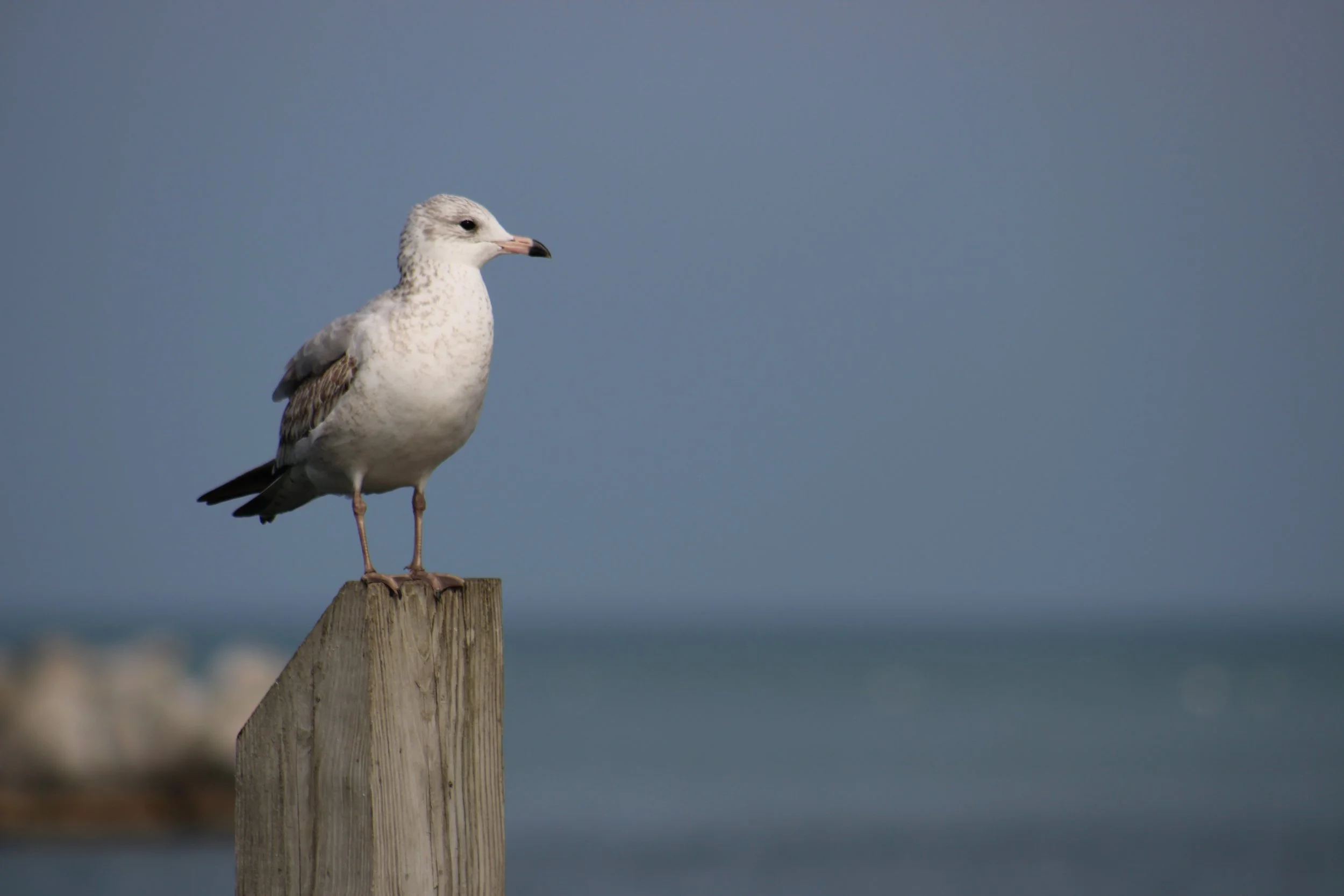 #6 A seagull perched on a weathered wooden post against a cloudy sky.