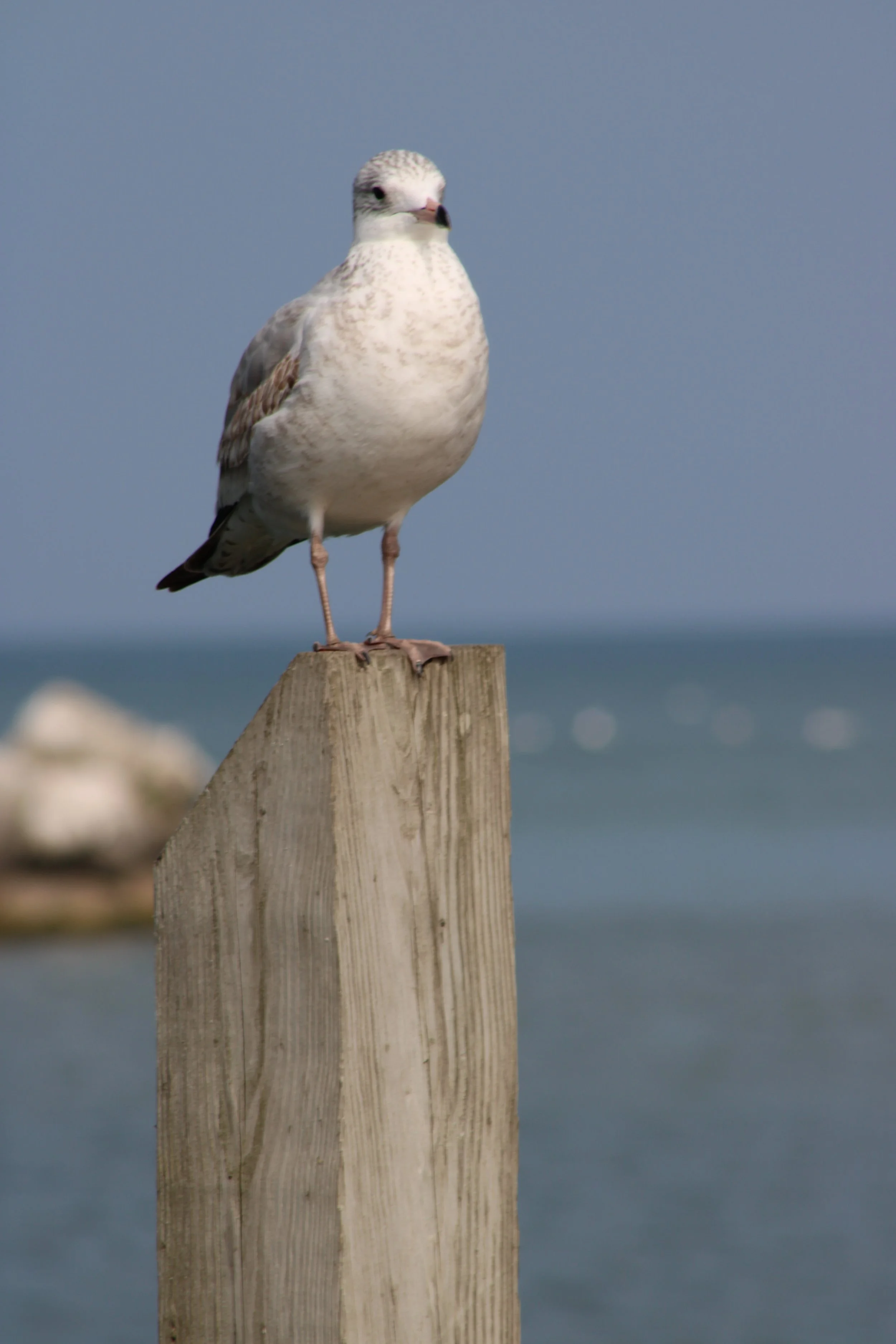 #7 A seagull standing on a wooden post against a cloudy sky.