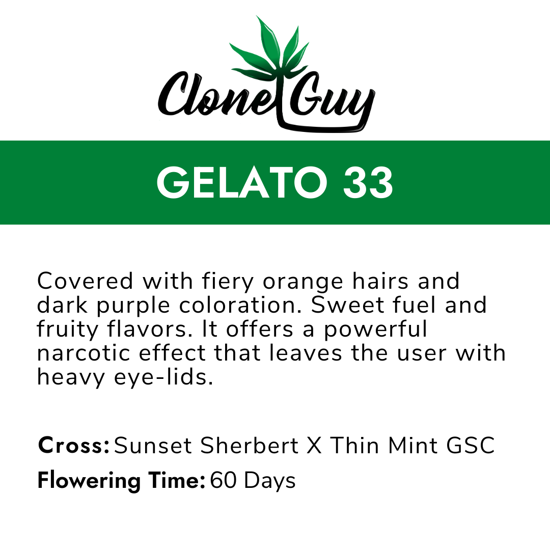 Product label for Clone Guy Gelato 33 cannabis strain, with description of fiery orange hairs, dark purple color, fruity flavors, and narcotic effects, including crossbreed Sunset Sherbert and Thin Mint GSC, with a 60-day flowering time.