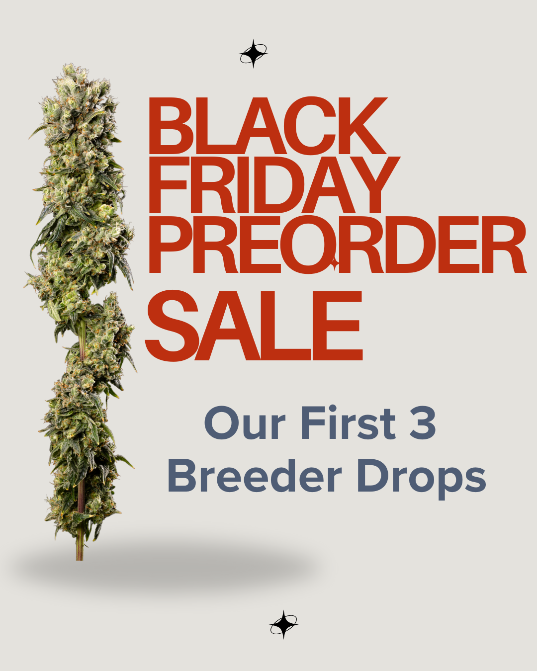 Black Friday preorder sale announcement with a large cannabis bud on the left and text promoting the first three breeder drops.
