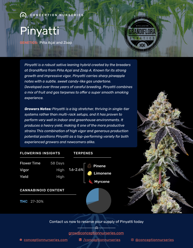 A promotional information sheet for Pinyatti cannabis strain from Conception Nurseries, highlighting genetics, flowering insights, terpene profiles, and cannabinoid content, with a background image of cannabis plants.