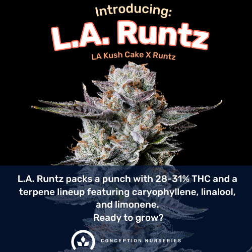 A promotional poster for L.A. Runtz cannabis strain featuring a large, frosty cannabis bud on a black background with text describing its THC content and terpene profile.