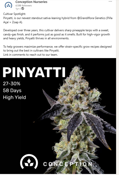 Close-up of a cannabis plant with dense buds, purple-tinted leaves, and trichomes, advertising the Pinyatti cultivar.