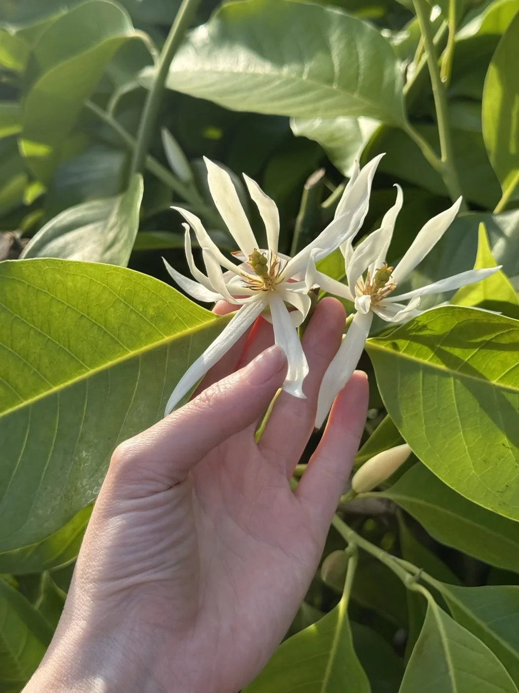 A hand holding two white blossoms among green leaves