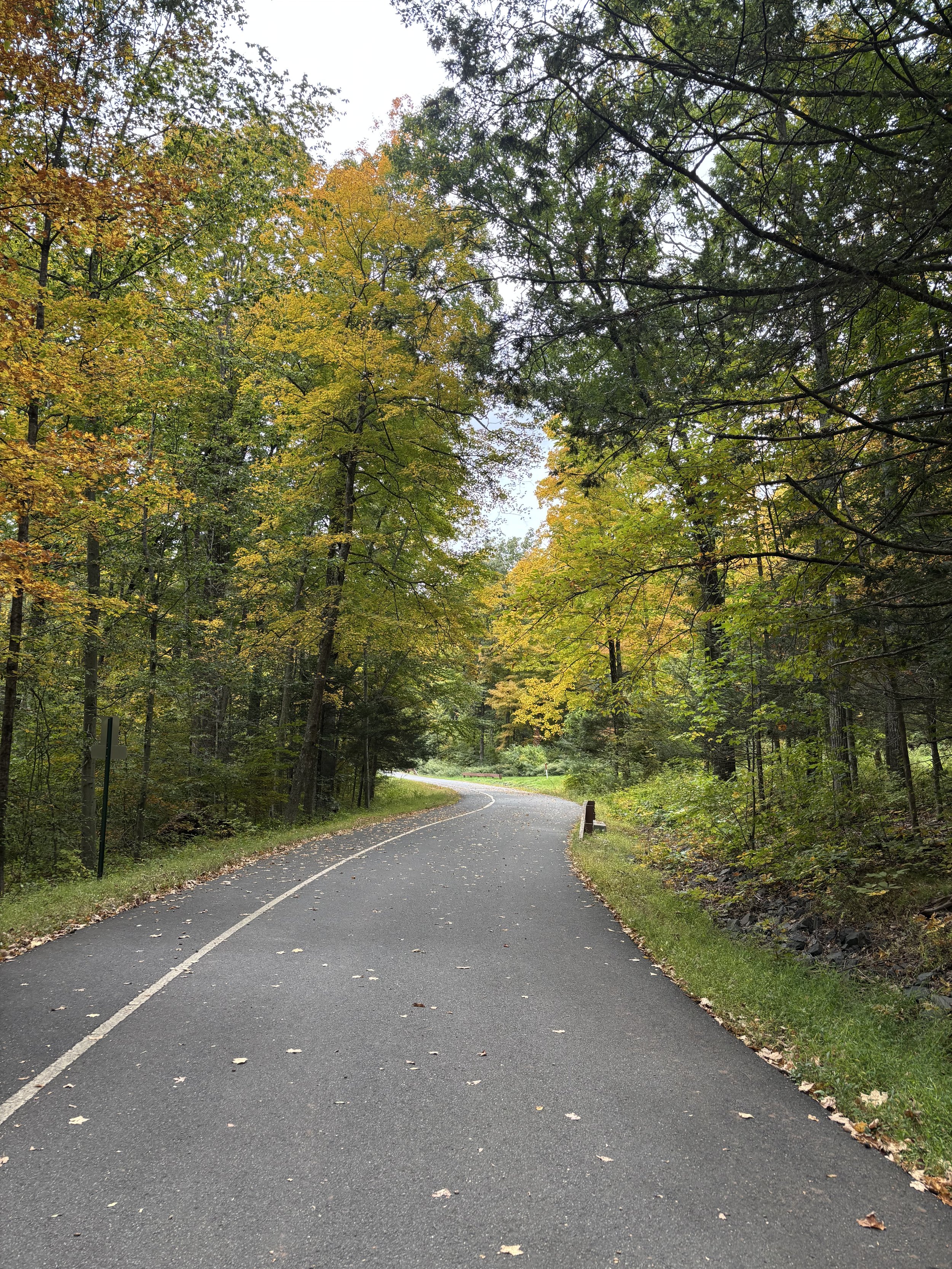Tree-lined walking path used for walk-and-talk therapy in Connecticut.