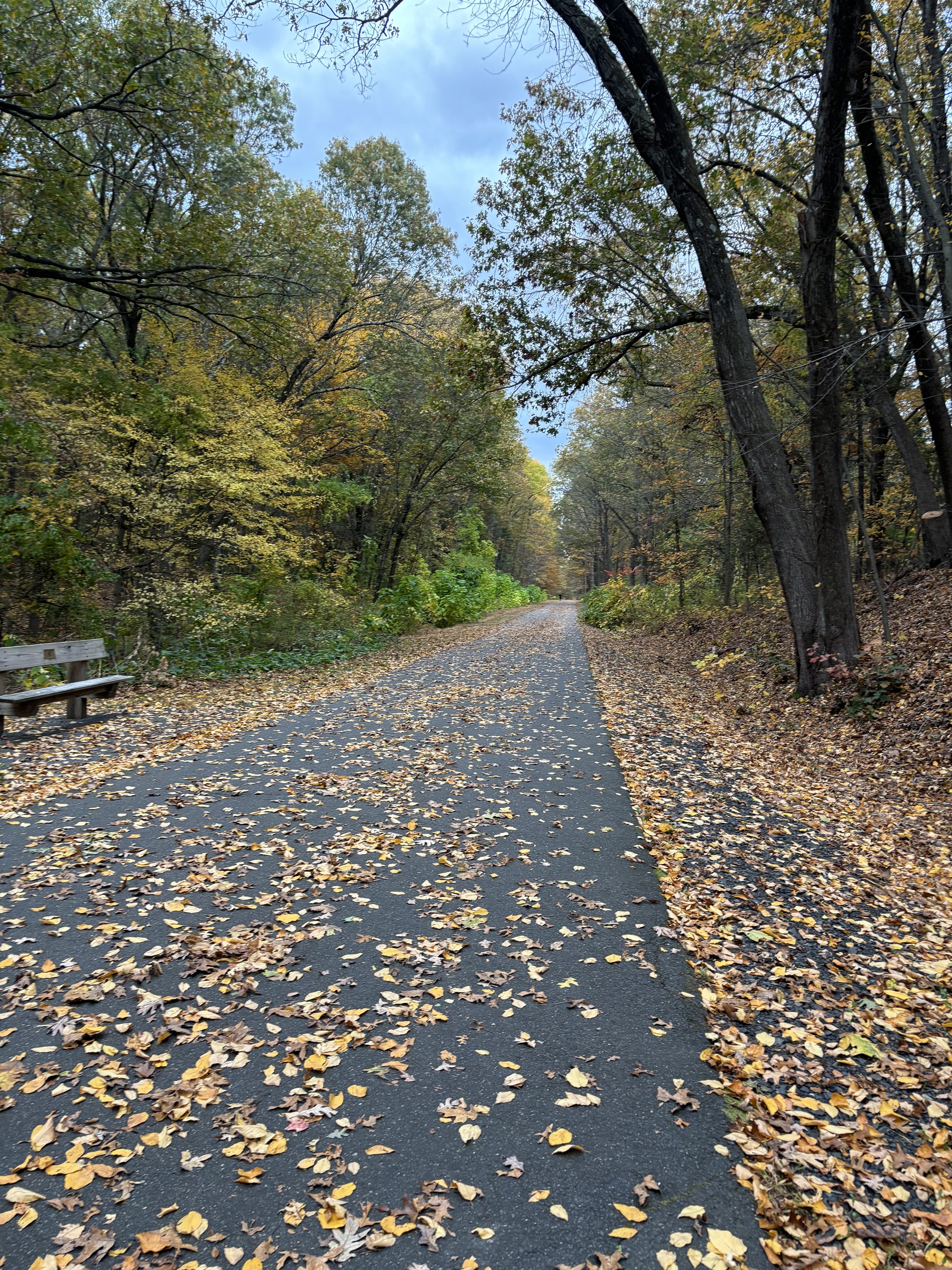 Autumn walking trail used for walk-and-talk therapy in Connecticut.