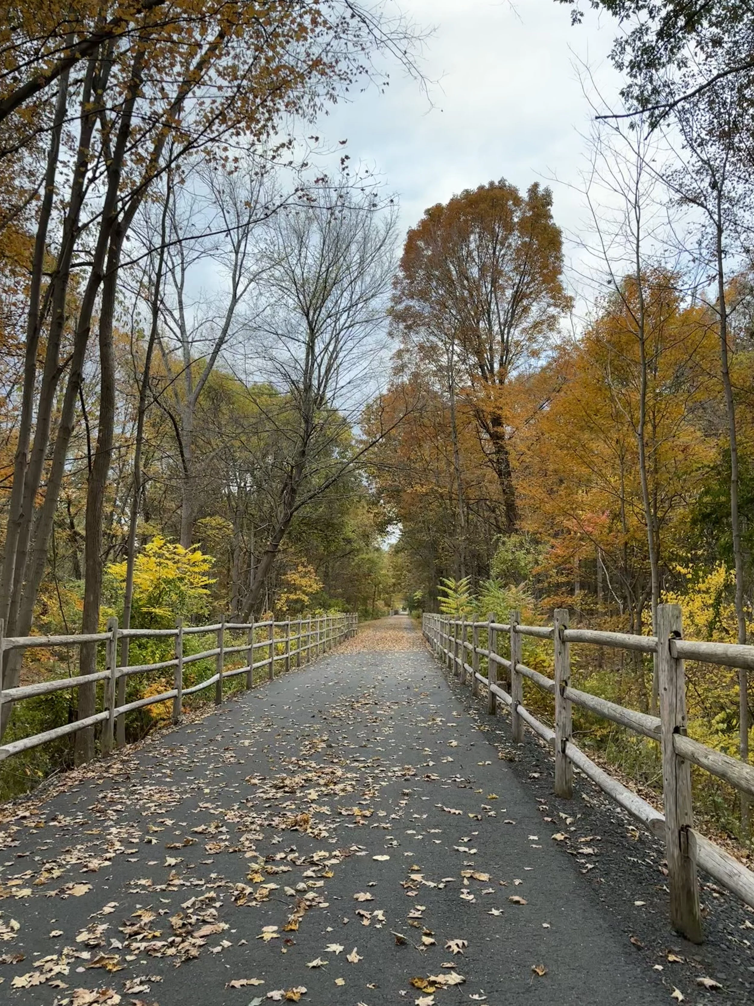 Tree-lined walking path used for walk-and-talk therapy in Connecticut.
