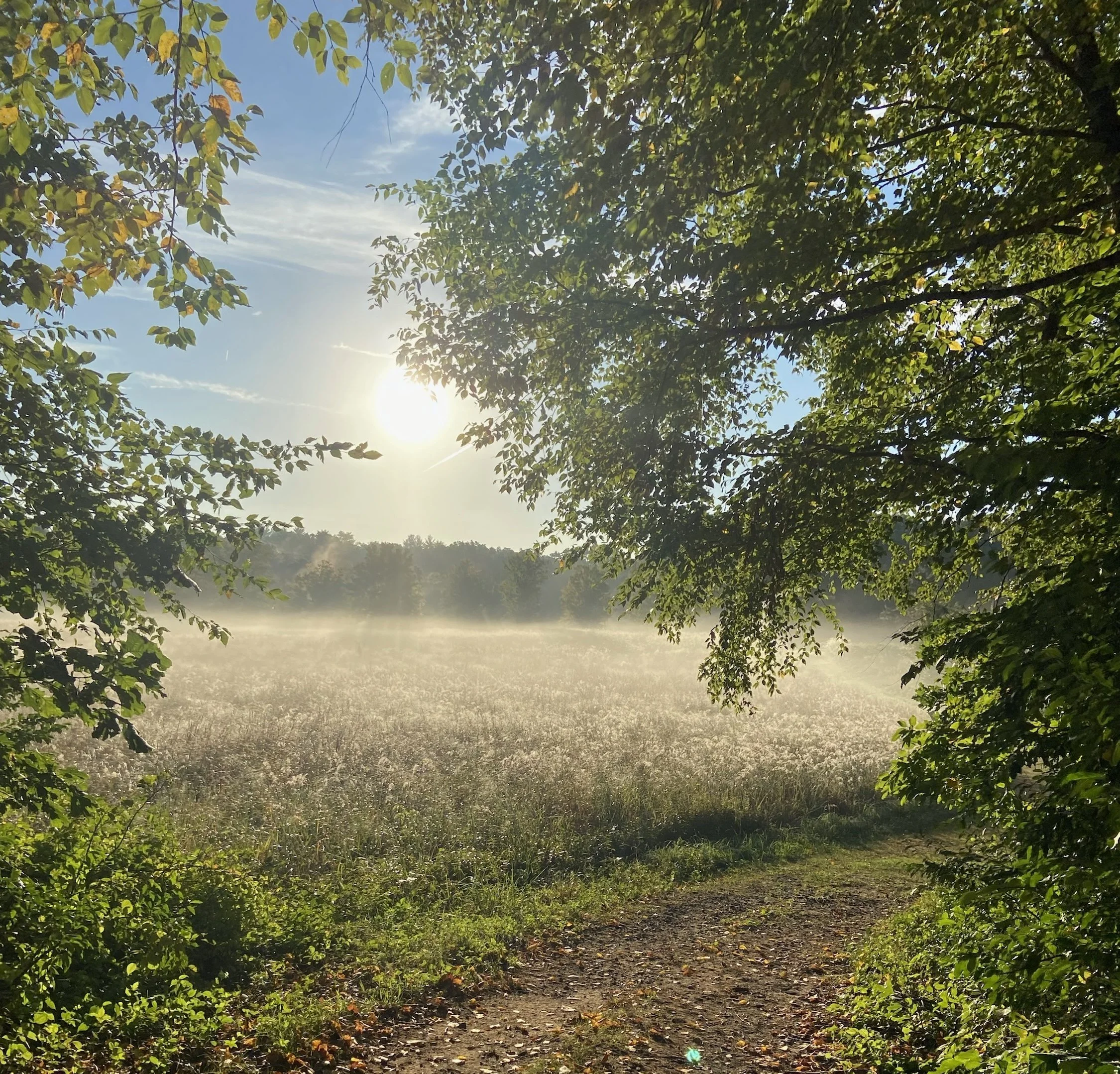 Sunlight filtering through trees along a walking path used for walk-and-talk therapy in Connecticut.