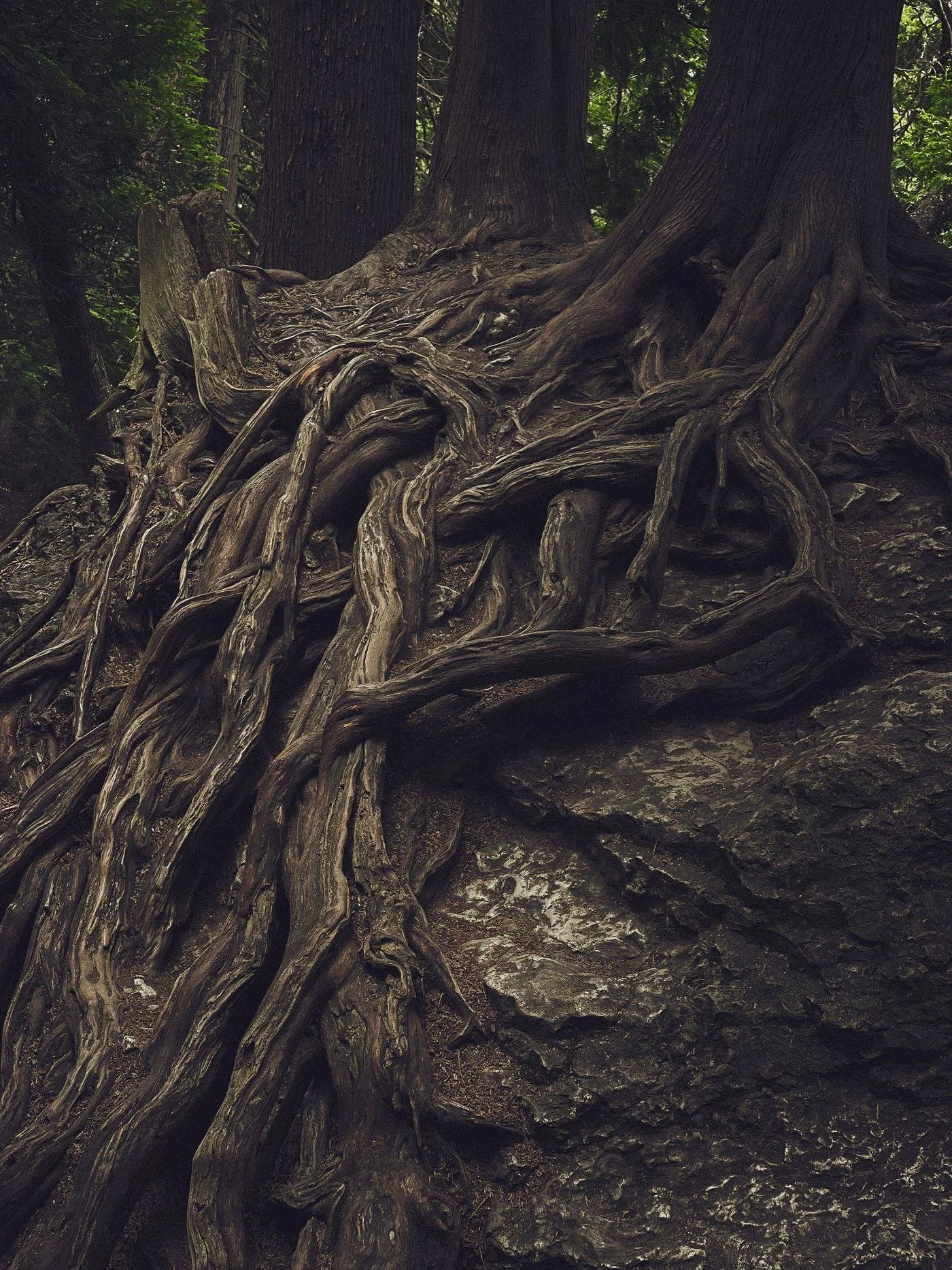 Close view of old tree roots woven together on the forest floor