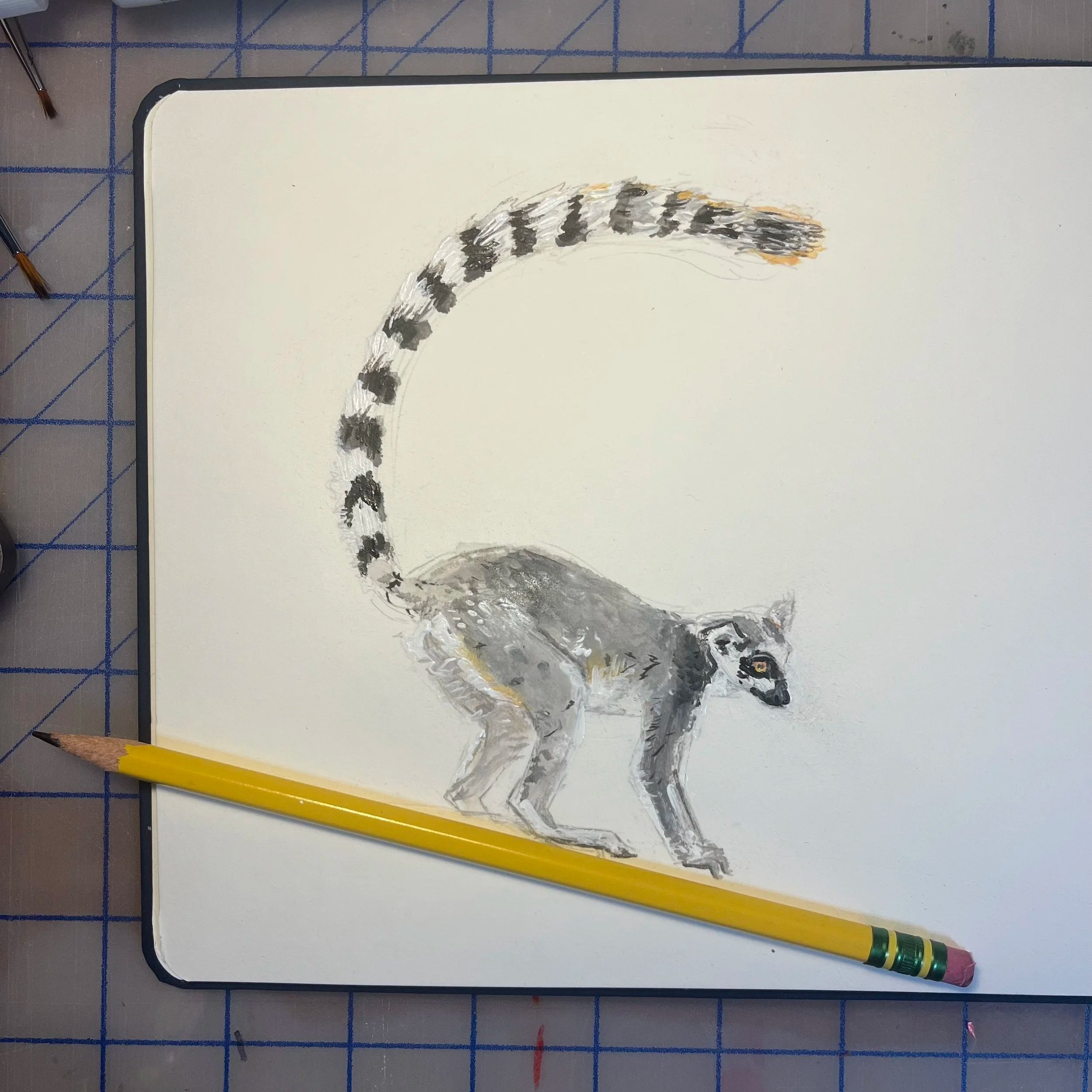 Ring-tailed lemur