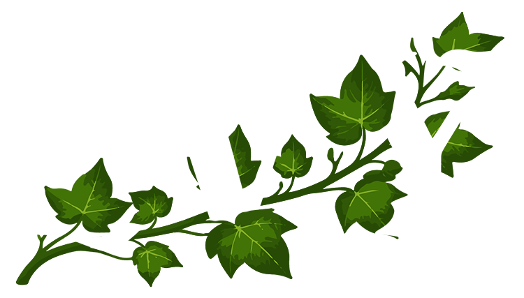 Division Ivy