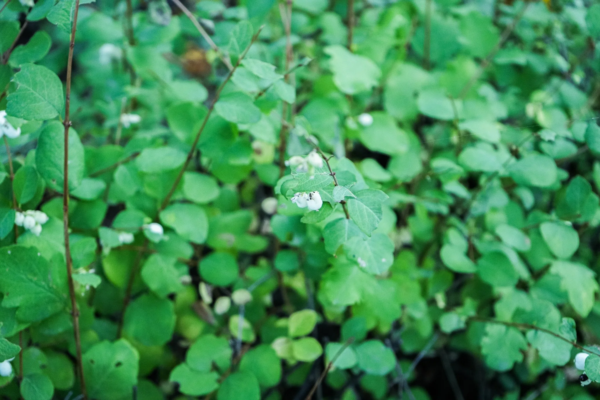 DSC00184.JPG