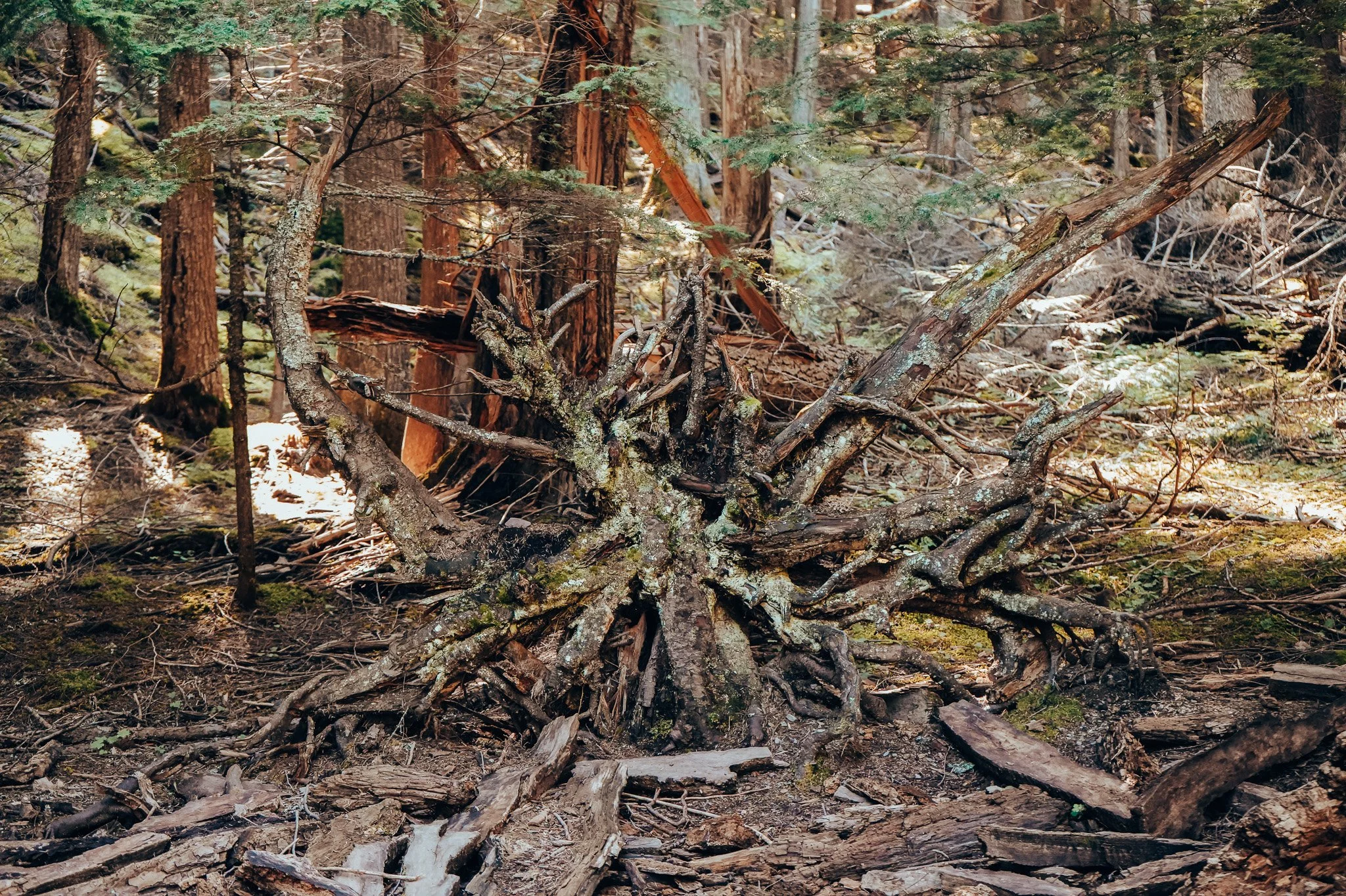 DSC00478.JPG