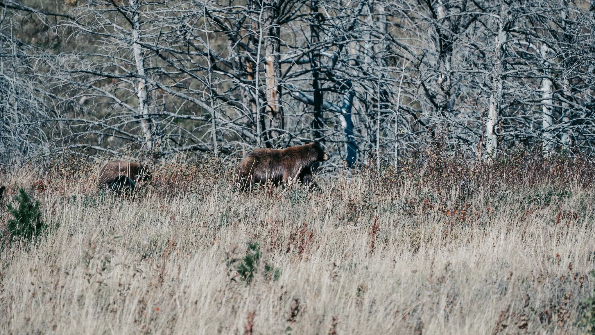 _DSC4694.JPG