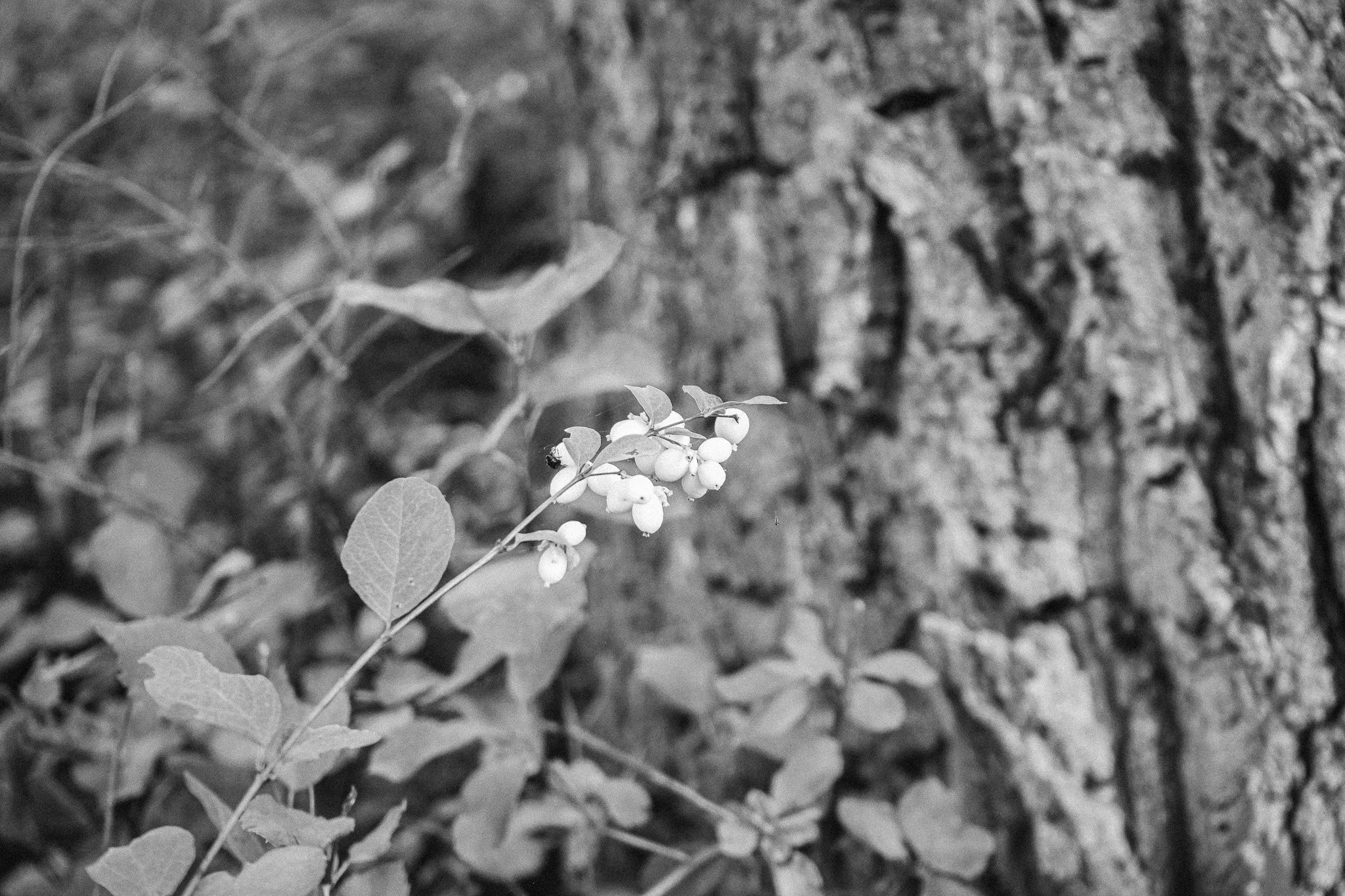 DSC00185.JPG