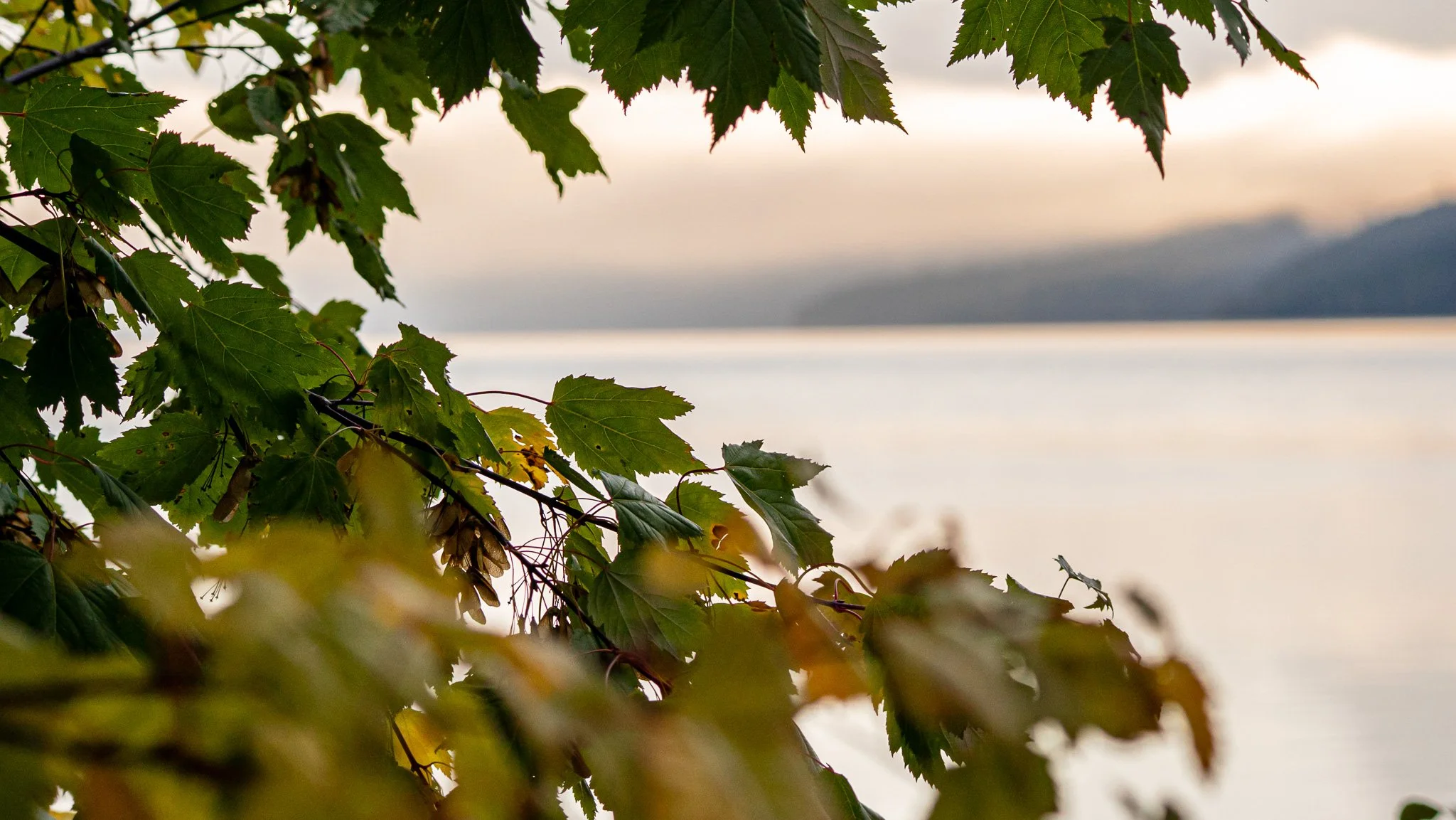 _DSC4431.JPG