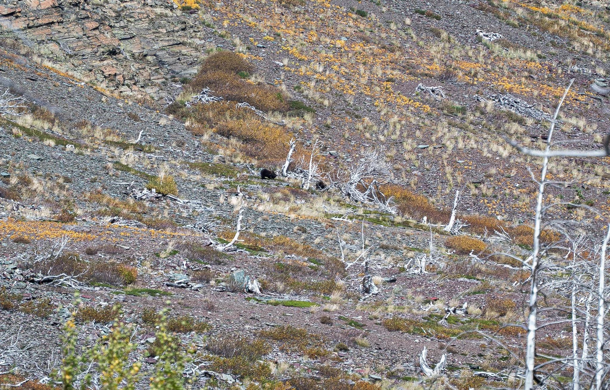 _DSC4649.JPG