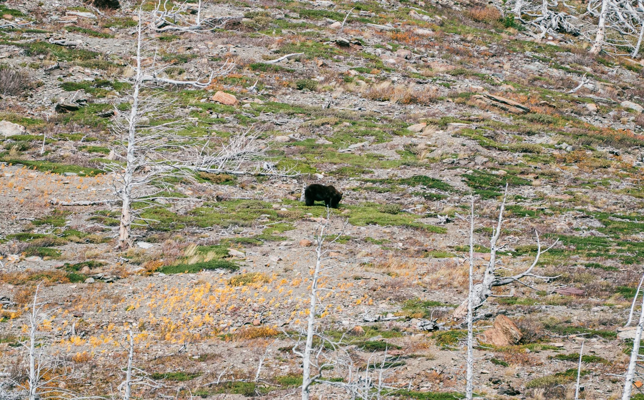 _DSC4639.JPG