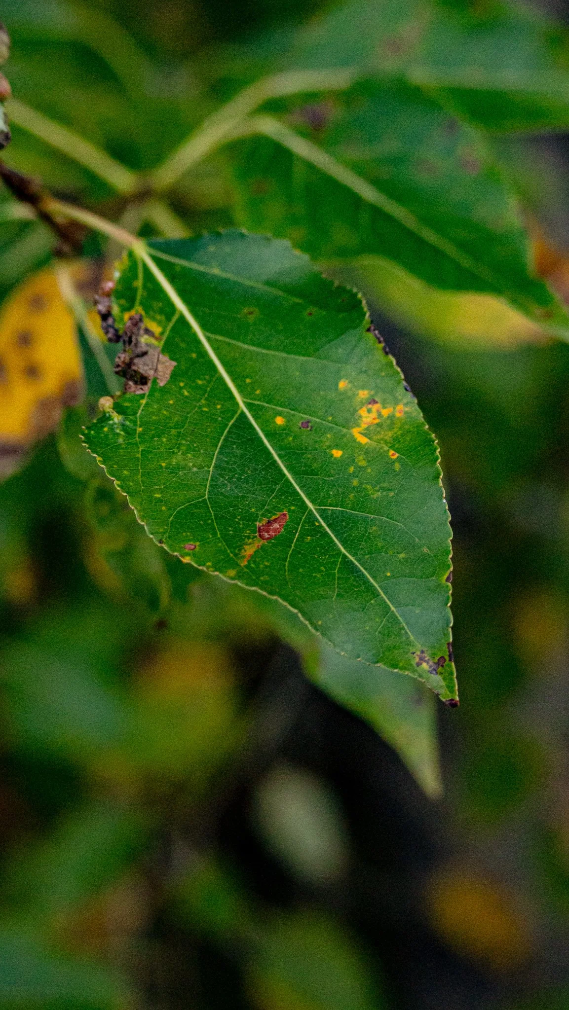 _DSC4430.JPG