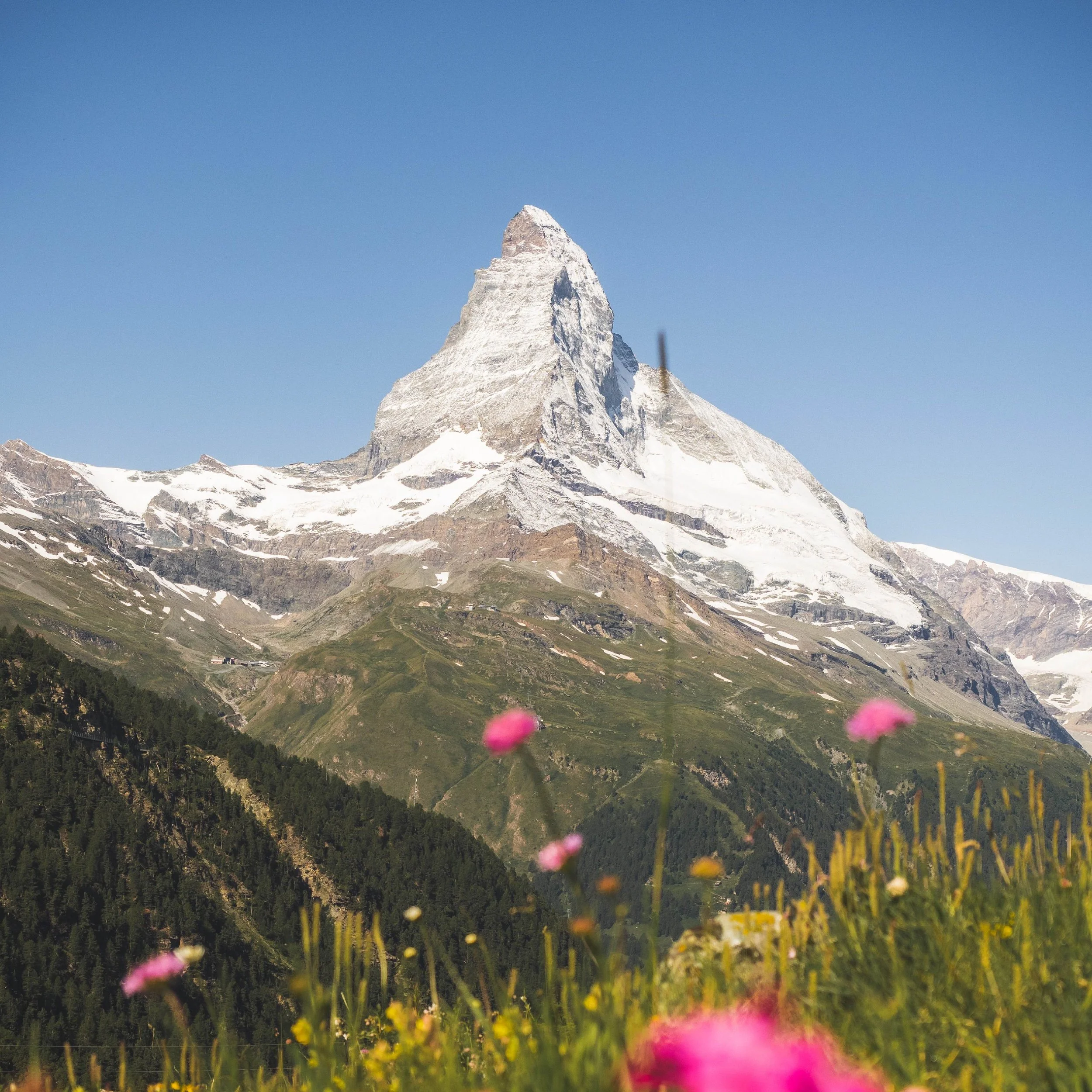 Matterhorn mit Blumenwiese im Vordergrund.
