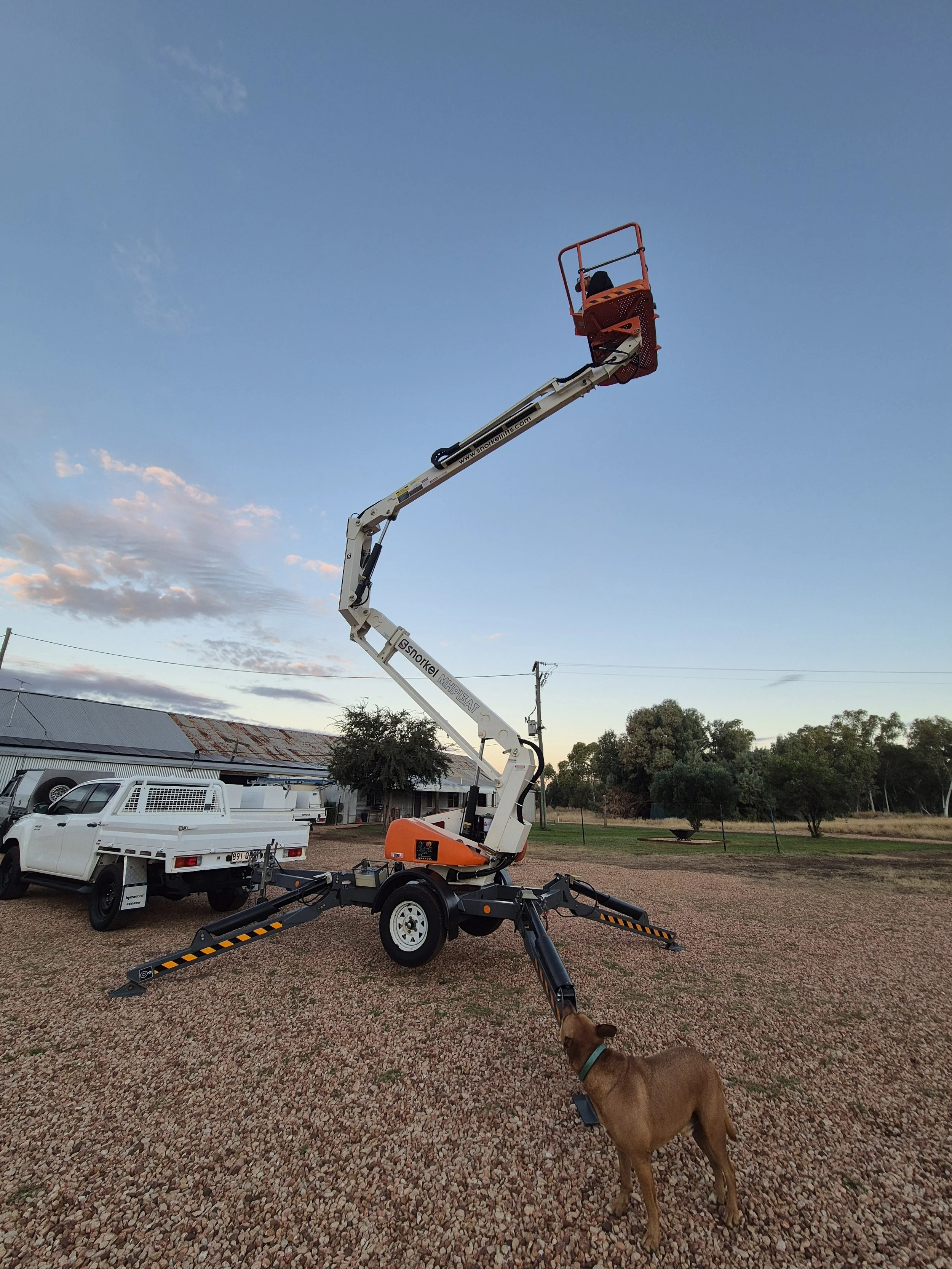 A brown dog on a leash in a gravel area with a cherry picker lift extended upward. The cherry picker has an orange basket and is attached to a white trailer. In the background, there are trees, a building with a metal roof, a white utility vehicle, and power lines under a blue sky with some clouds.