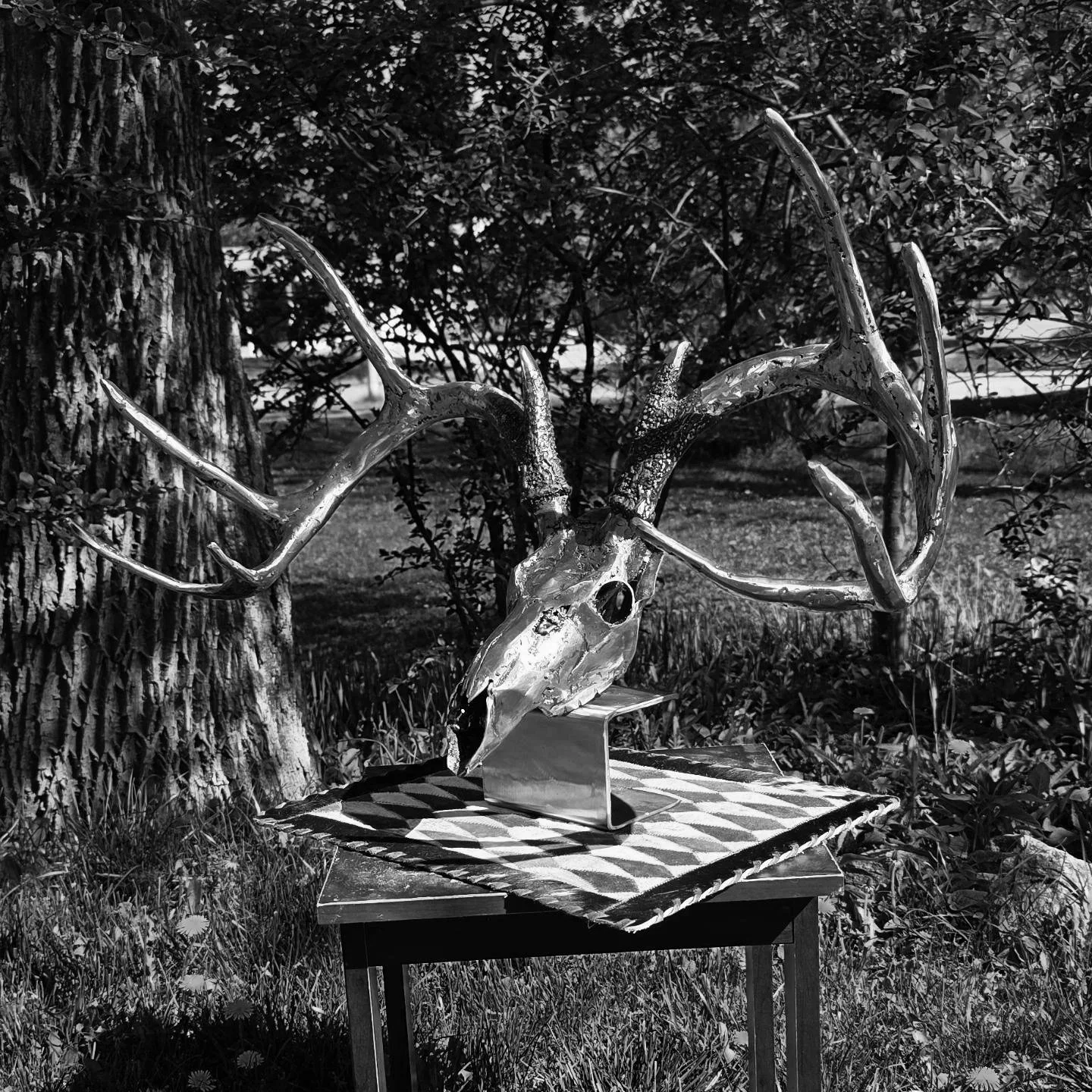 The Whitetail