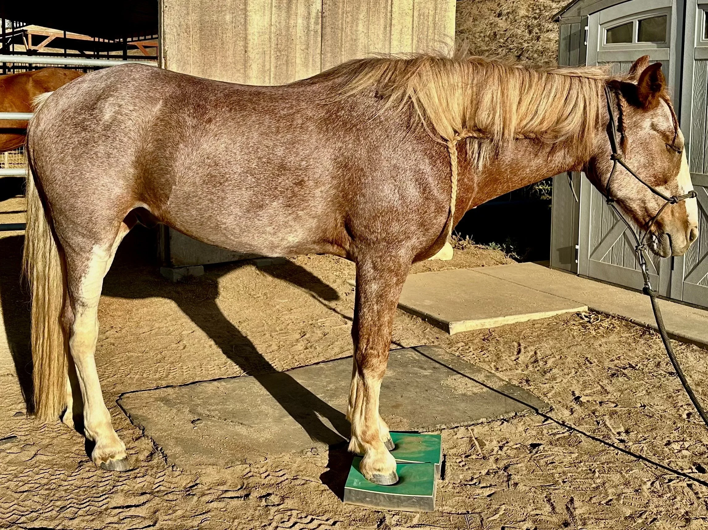 A light brown horse with a blonde mane standing outdoors on a concrete paddock. The horse is wearing a bridle and standing on a green footed object. There is a small shed or stable in the background.