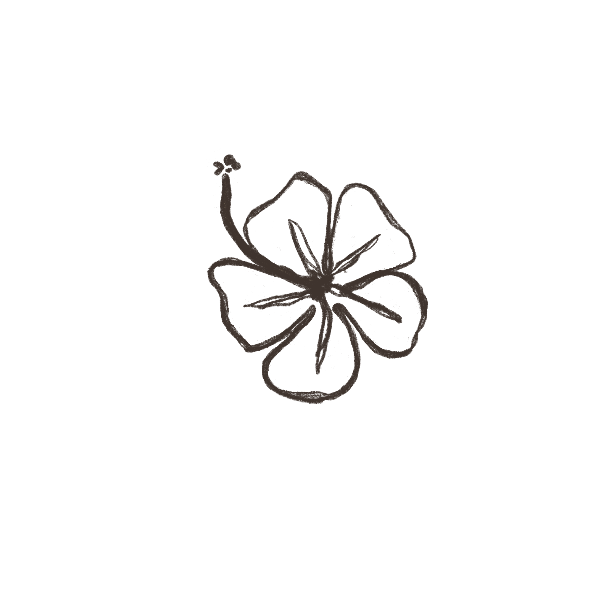 Line drawing of a plant with flowers.