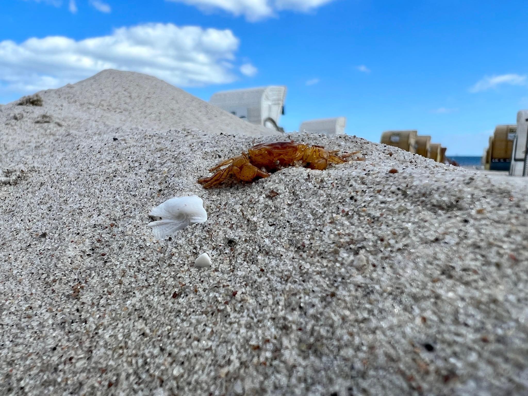 Krebs am Strand
Kleiner Krebs am Ostseestrand bei Grömitz mit Sand und Strandkörben im Hintergrund