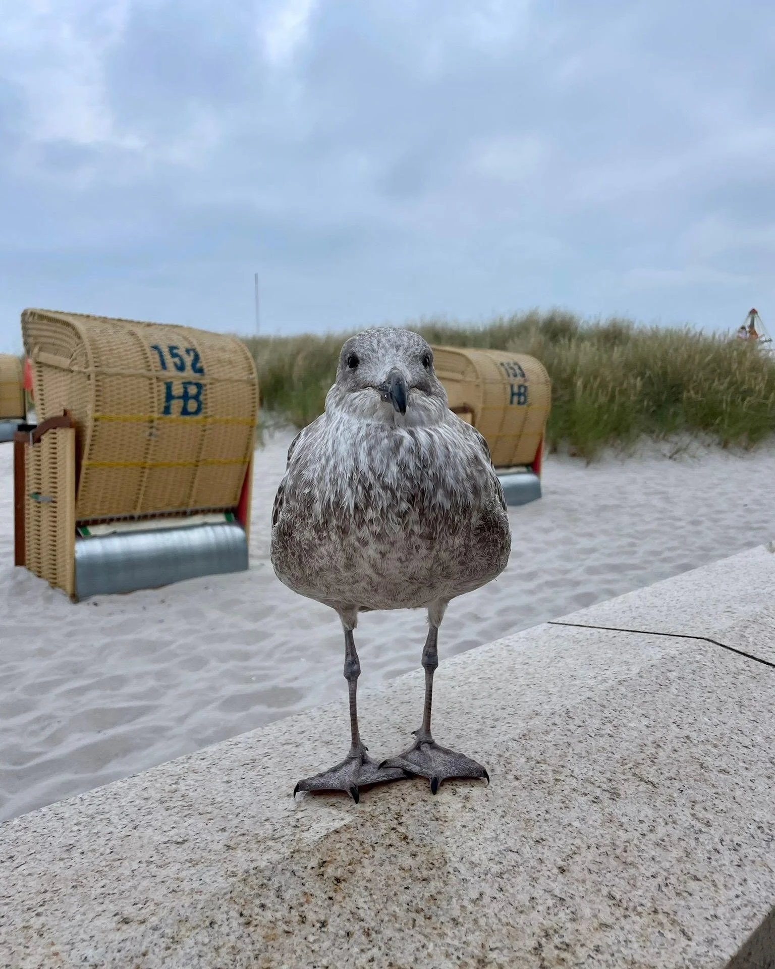 Möwe am Strand
Möwe am Ostseestrand in Grömitz mit Strandkörben und Dünen im Hintergrund