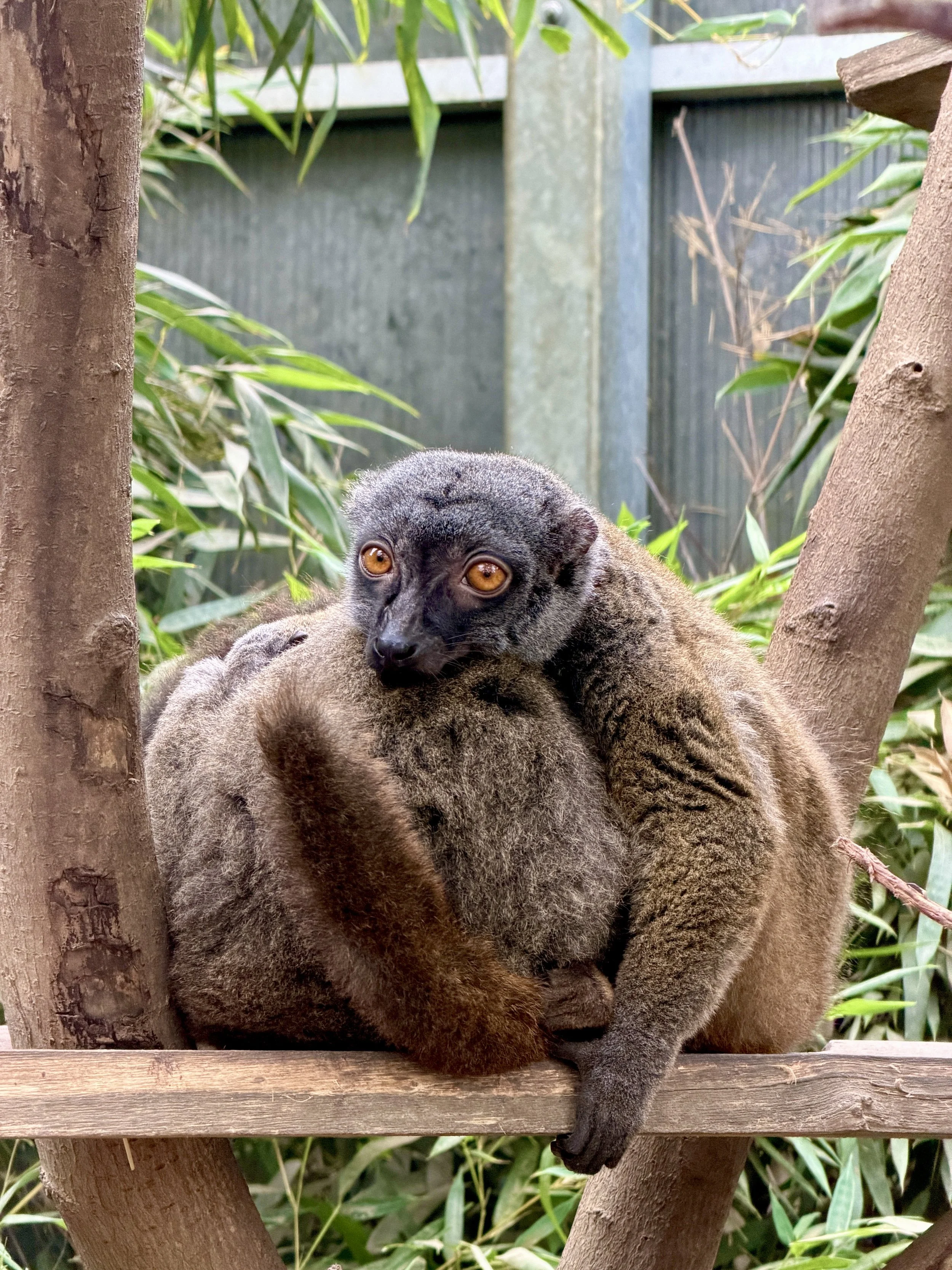 Tieraufnahme
Lemur auf einem Ast zwischen grünen Blättern bei einem Ausflugsziel nahe Grömitz