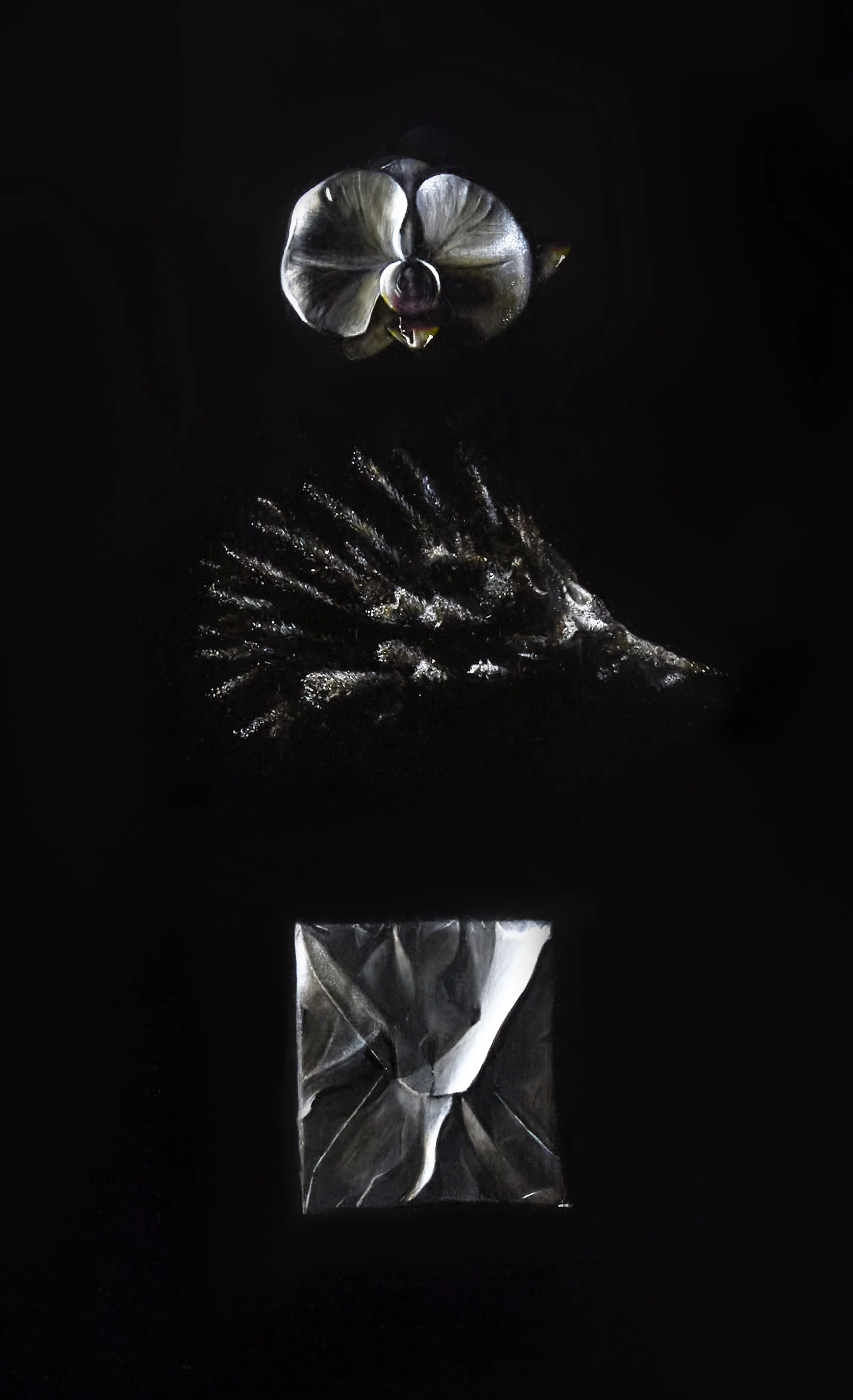 An orchid, coral and evelope on a black background, with the top and bottom objects reflecting light.