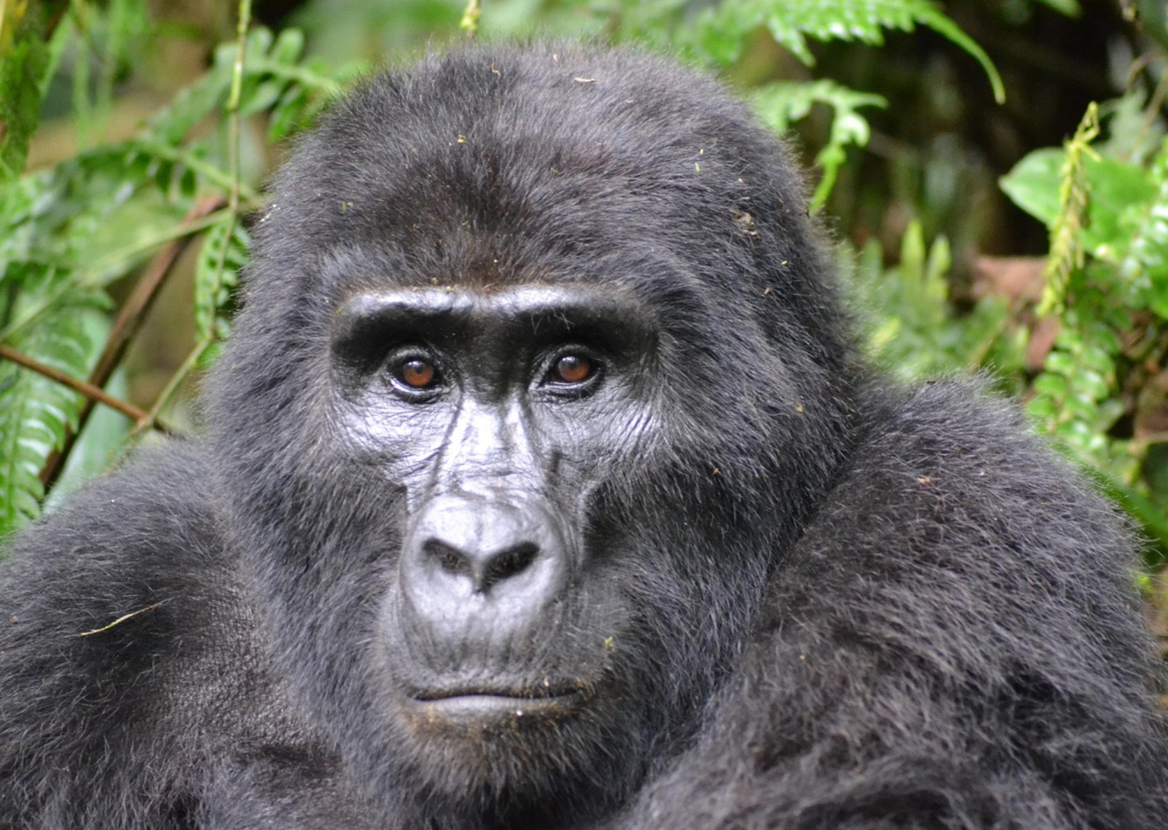 Why We Appreciate Gorillas