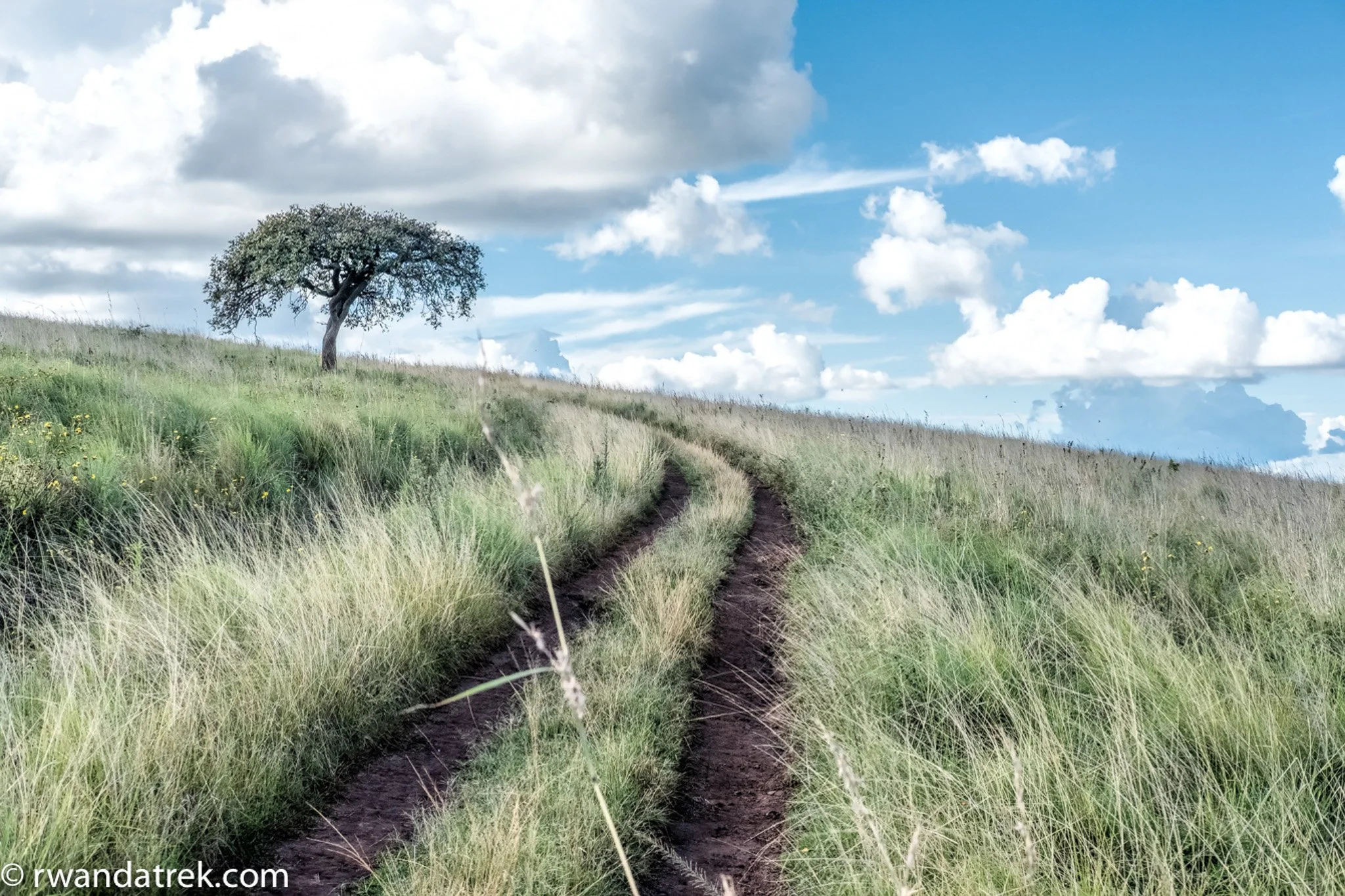 A dirt path running through tall green grass on a steep hillside where the lions frequent in Akagera National Park.
