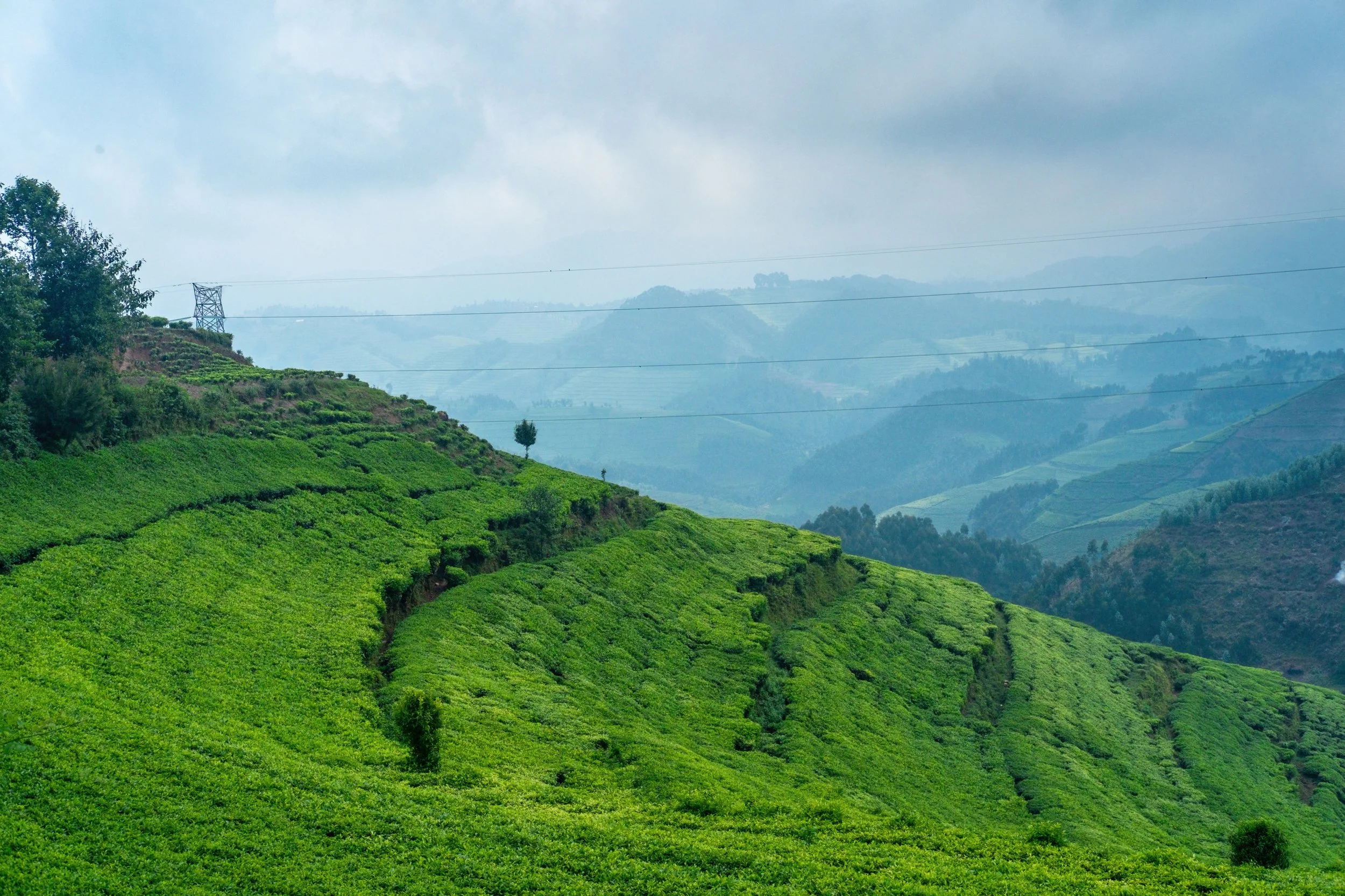 Rwanda Tea Plantation