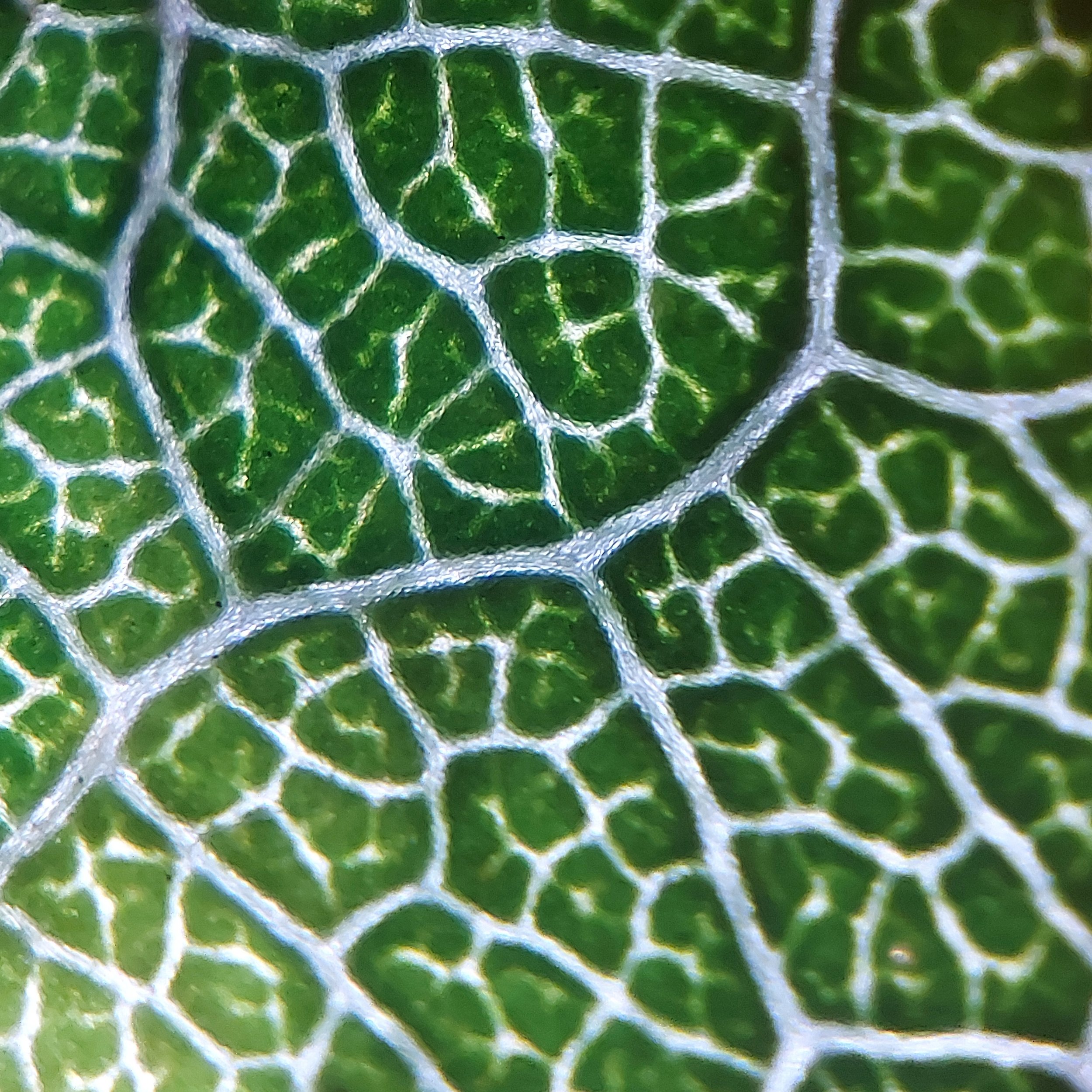 Macro photo taken through the lens of a microscope of veins on a green leaf.