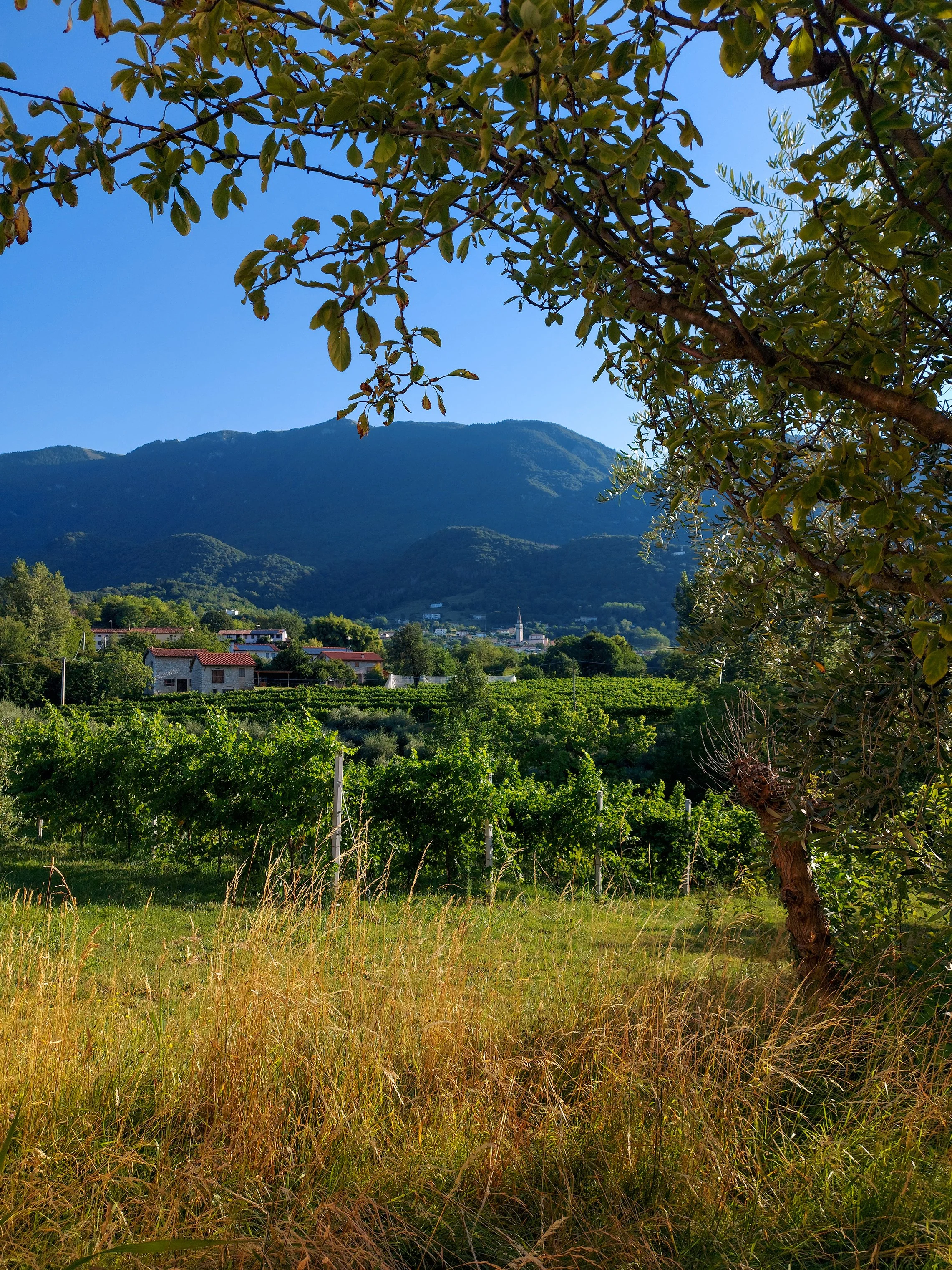 Landscape photo of mountains, hills, olive trees and vineyards in Fregona, Italy with a view of Bosco del Cansiglio and Monte Pizzoc in the distance.