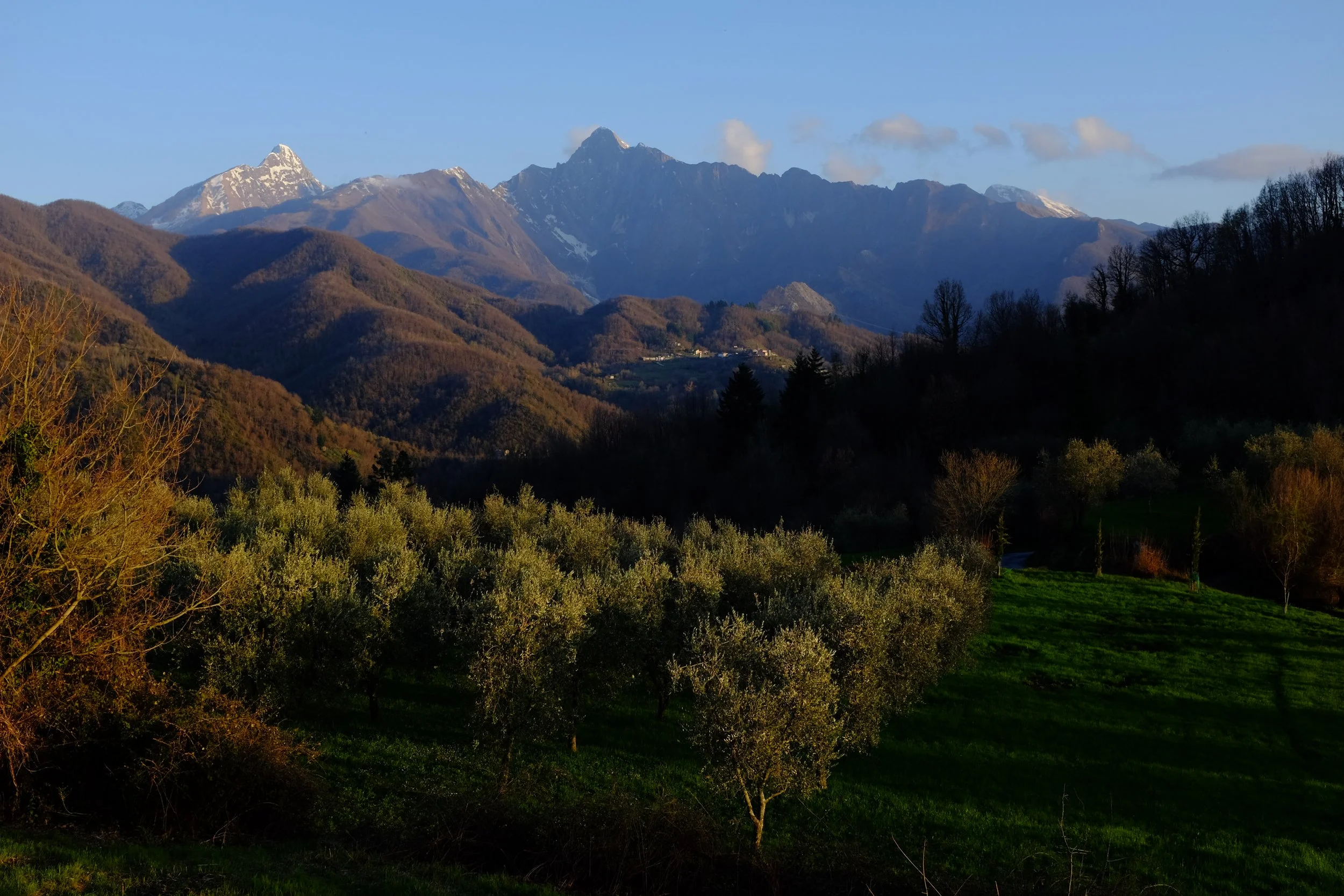 Landscape photo of mountains and olive tree fields in Northern Tuscany.