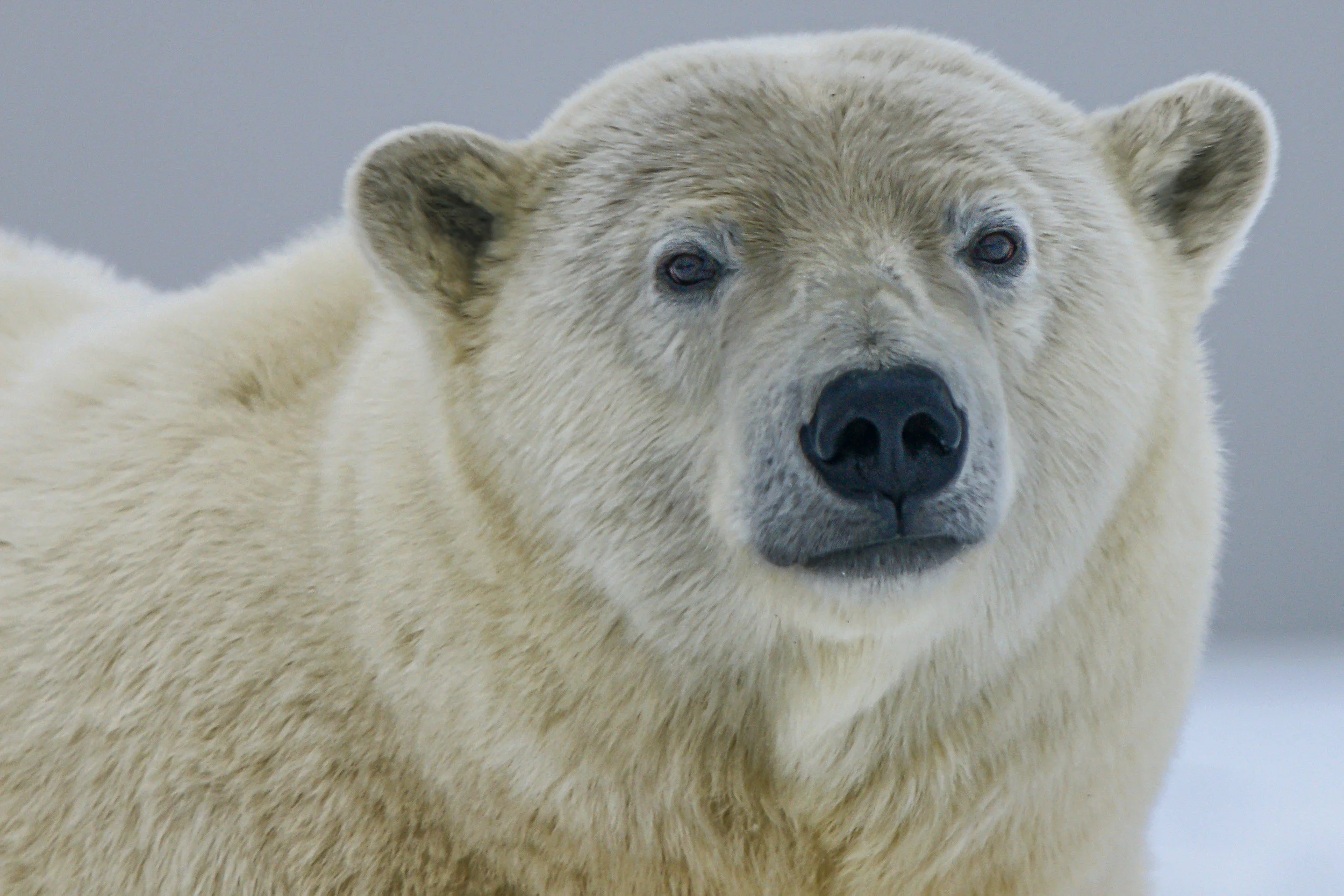A close-up of a fluffy, light-colored bear with a black nose and small ears against a gray background.