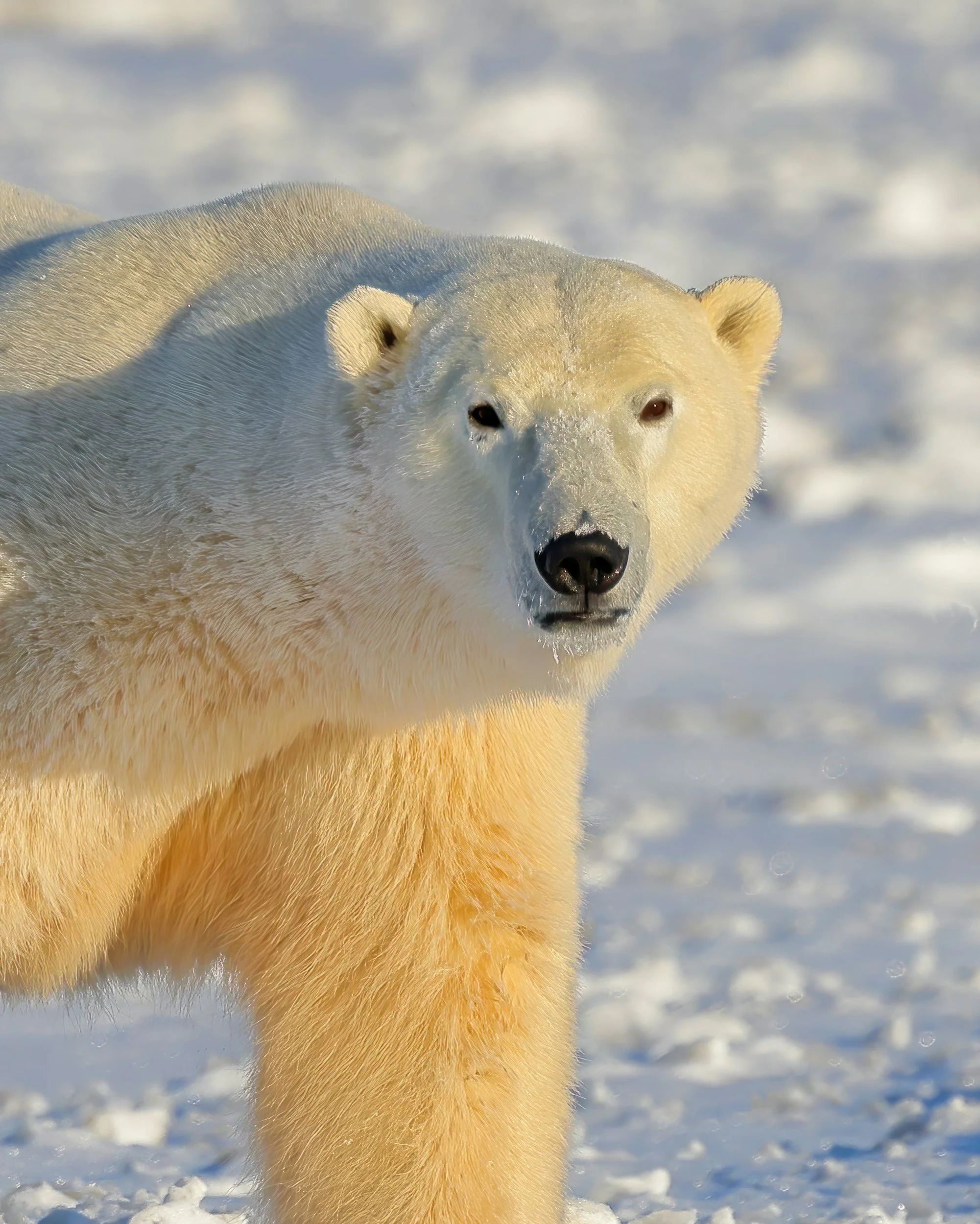 A close-up of a polar bear walking in the snow, with the background showing a snowy landscape under a cloudy sky.