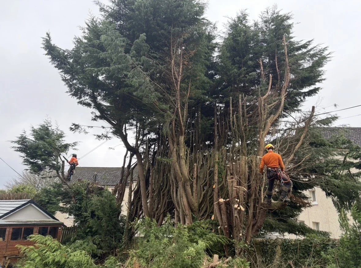 Tree & Hedge Work