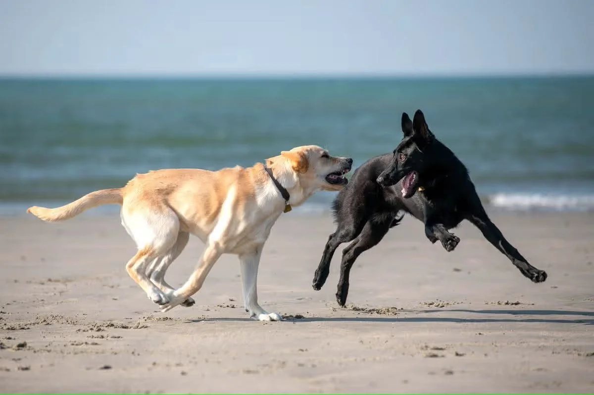 Dog owners – seasonal beach restrictions end tomorrow