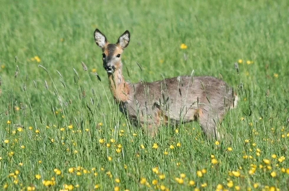 Great Park wildlife signage campaign gains support as residents push for action
