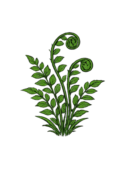 Drawing of green fern leaves with two curled fronds.